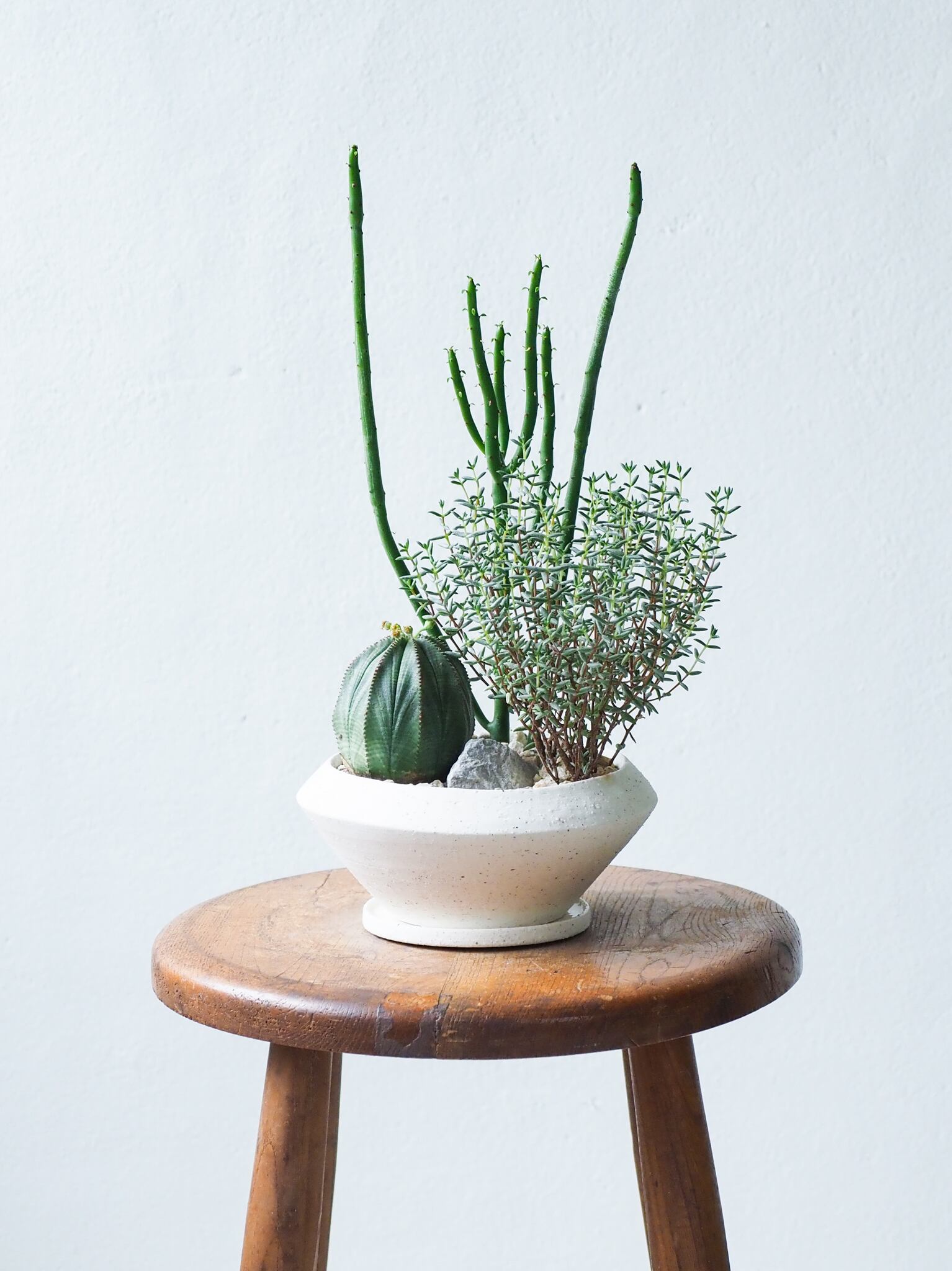 cookie様 多肉植物棚　GAI-80WOR cookie様 多肉植物棚 GAI-80WOR