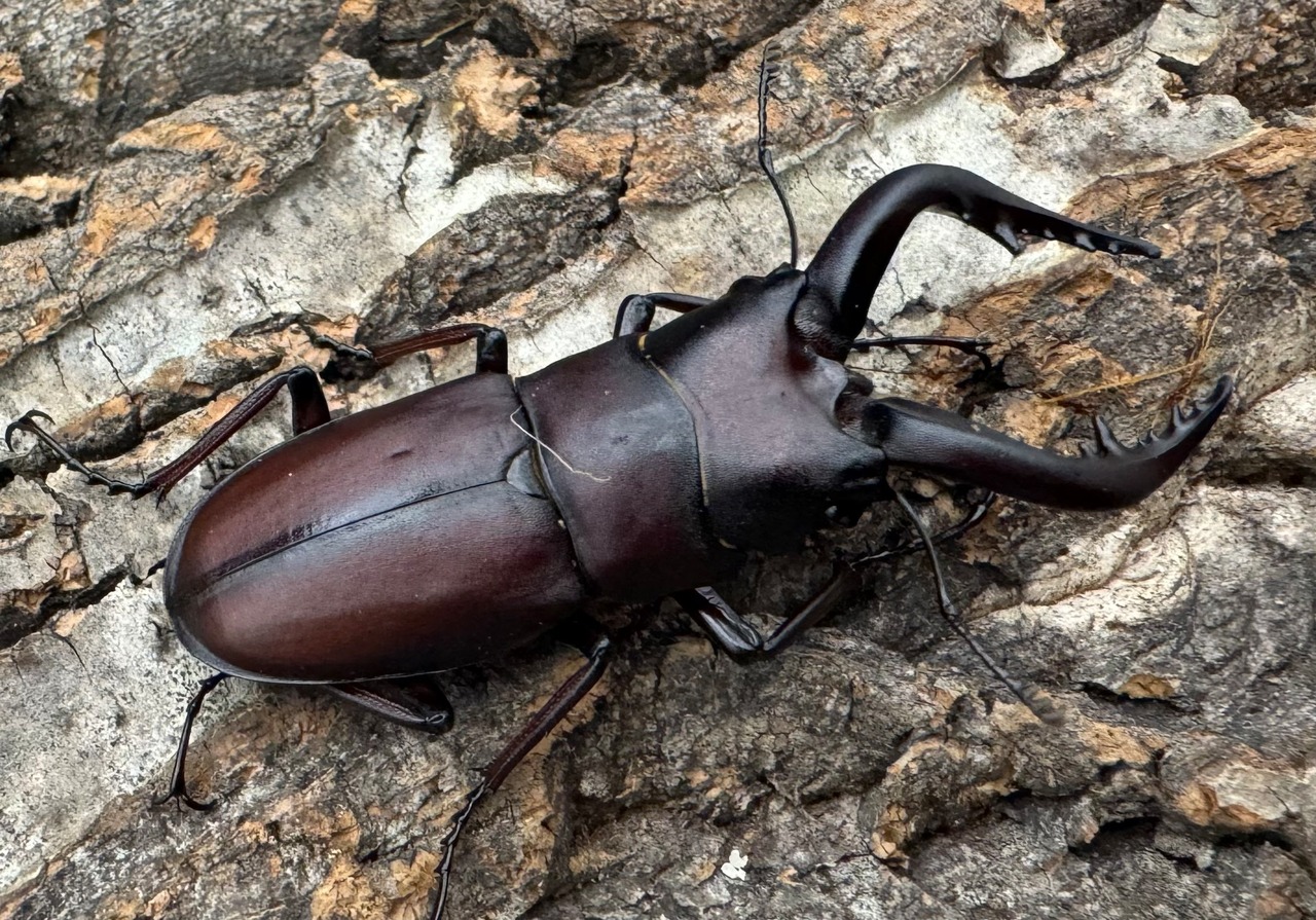 【WD】《ノコギリクワガタ 伊豆大島産 60mm ペア》