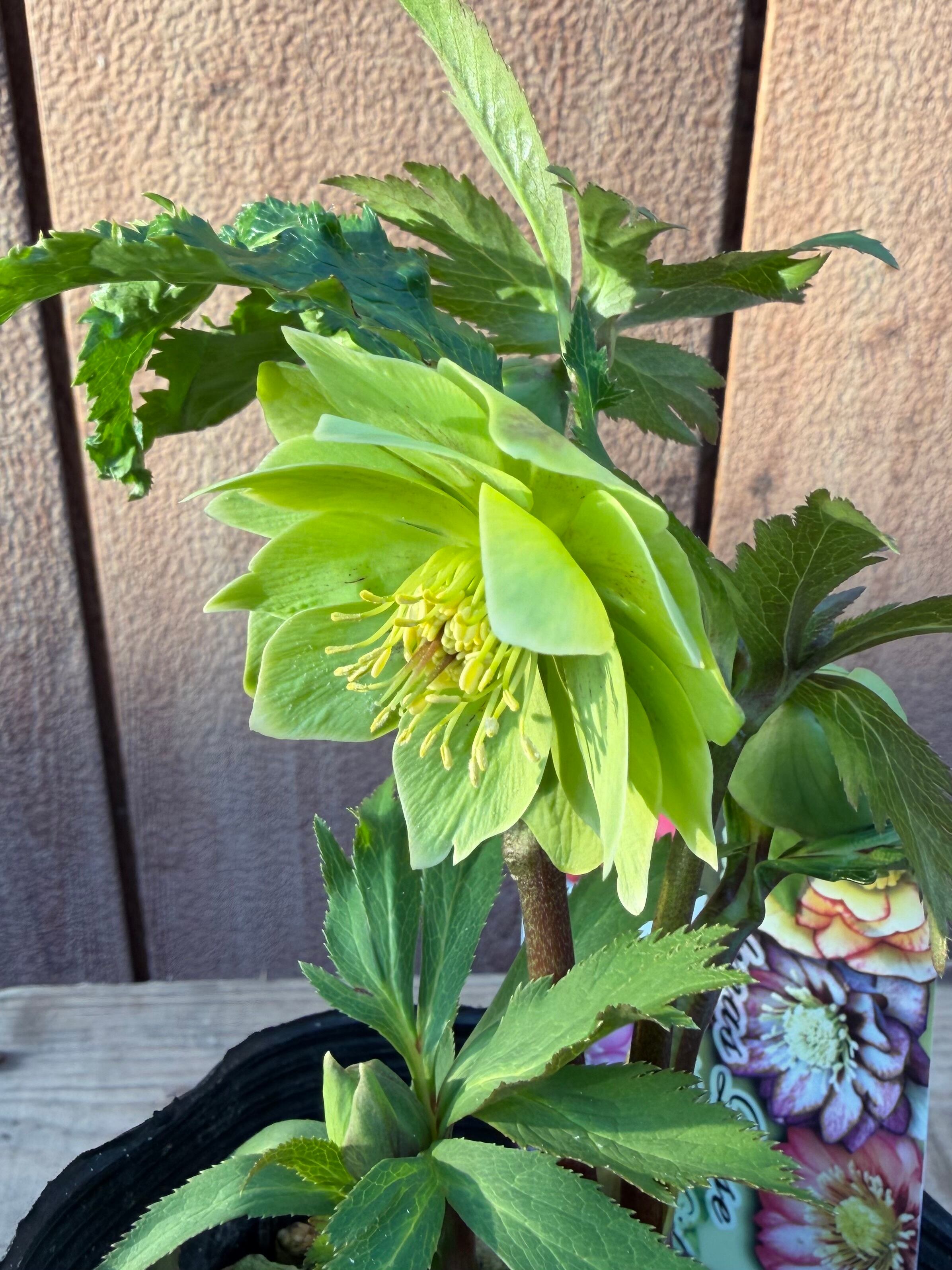 白ピコグリーンダブル 髙正園 クリスマスローズ【Ta02】送料無料