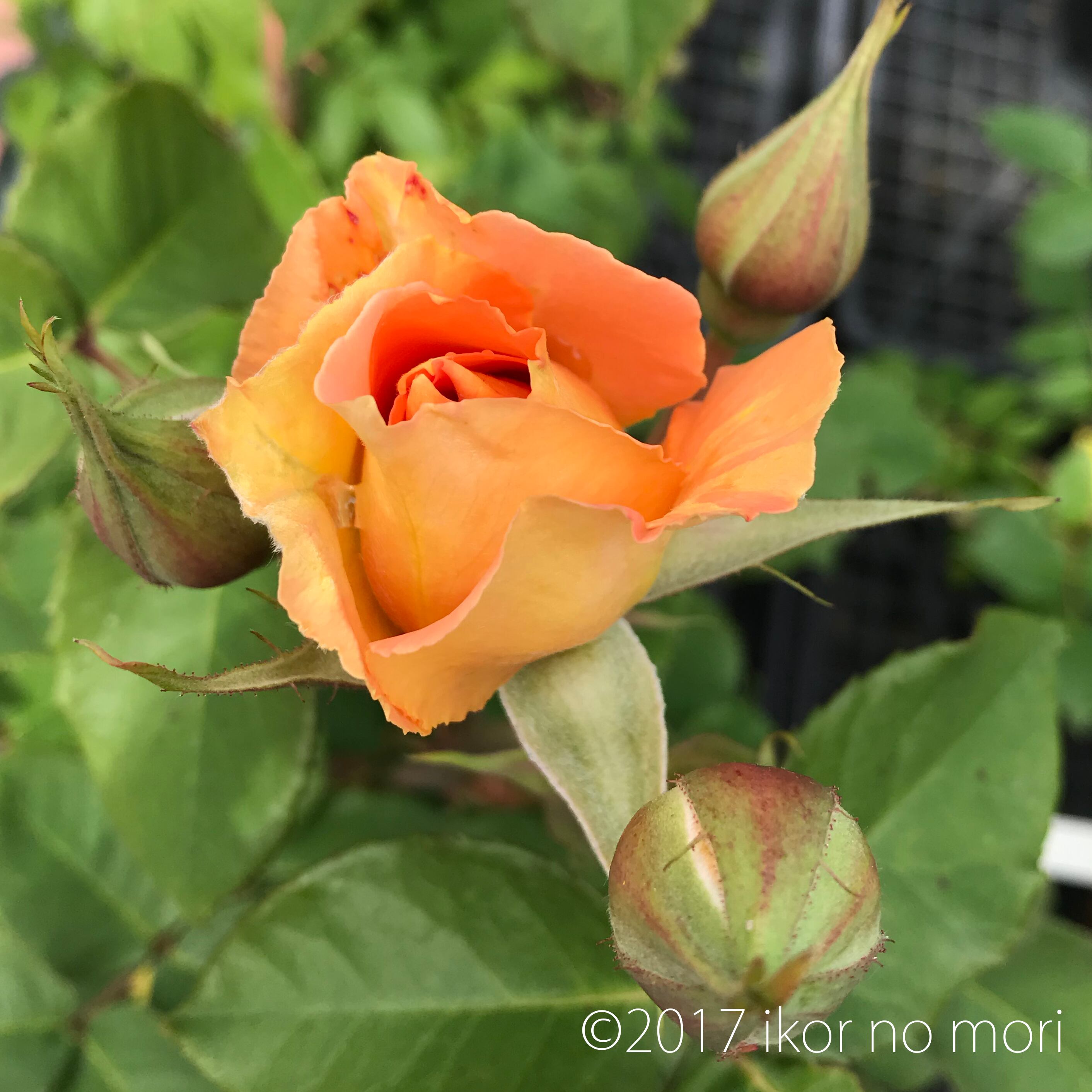 ロサ ブラス バンド 宿根草 バラ苗 イコロの森 通販 ロサ ブラス バンド 宿根草 バラ苗 イコロの森 通販