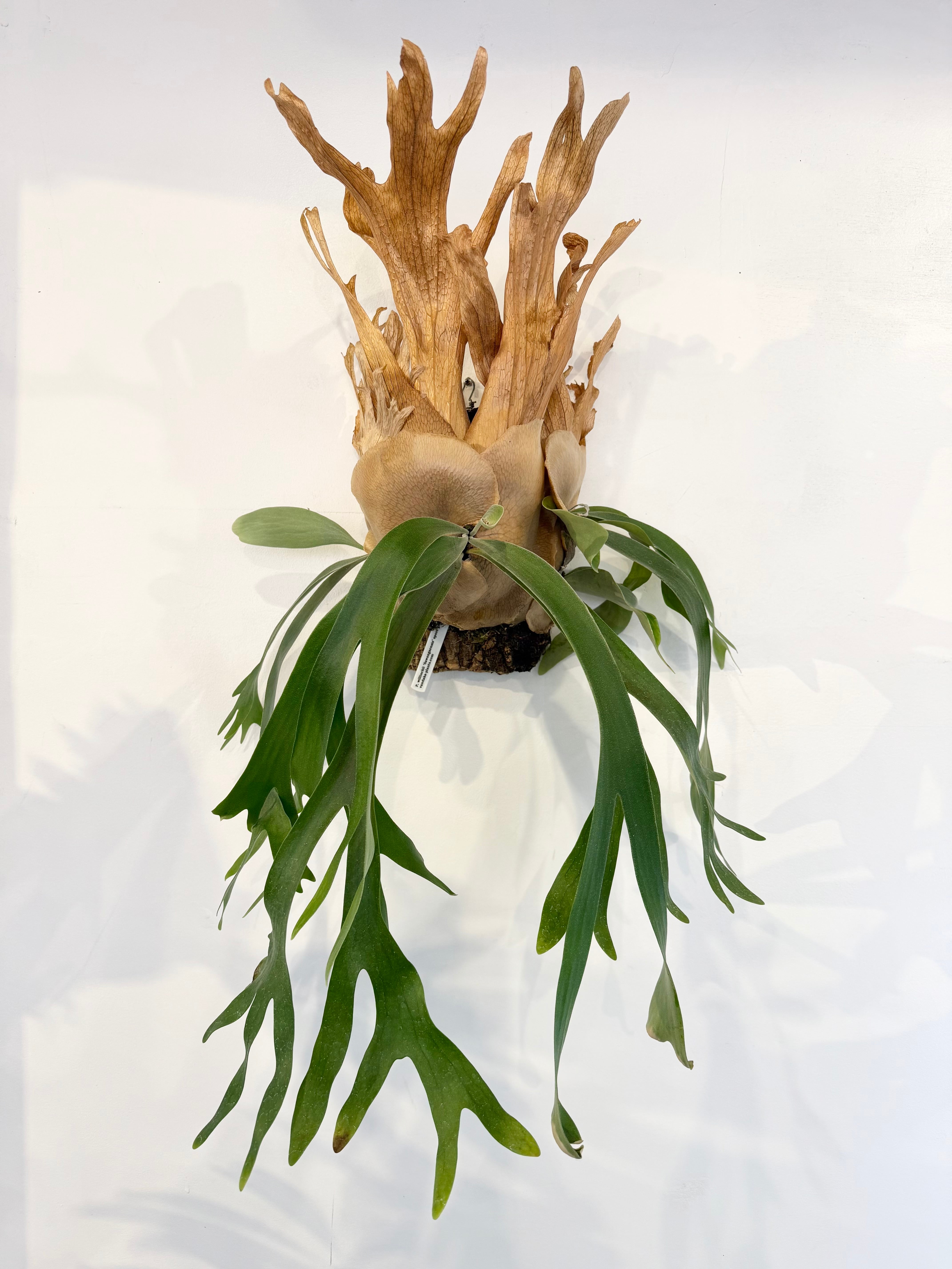 P. veitchii wild vp#17 spore grown ビカクシダ ベイチーワイルド vp