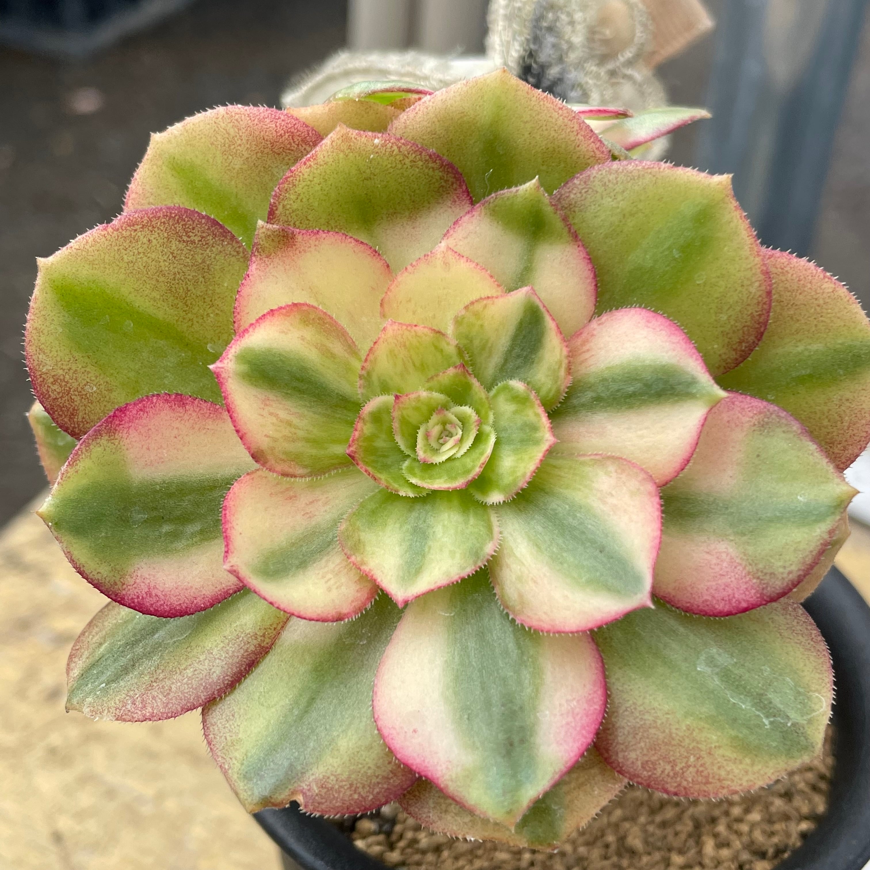 95#多肉植物アエオニウム錦❤️碧玉❤️8頭15cm 鉢土付き出荷 95#多肉