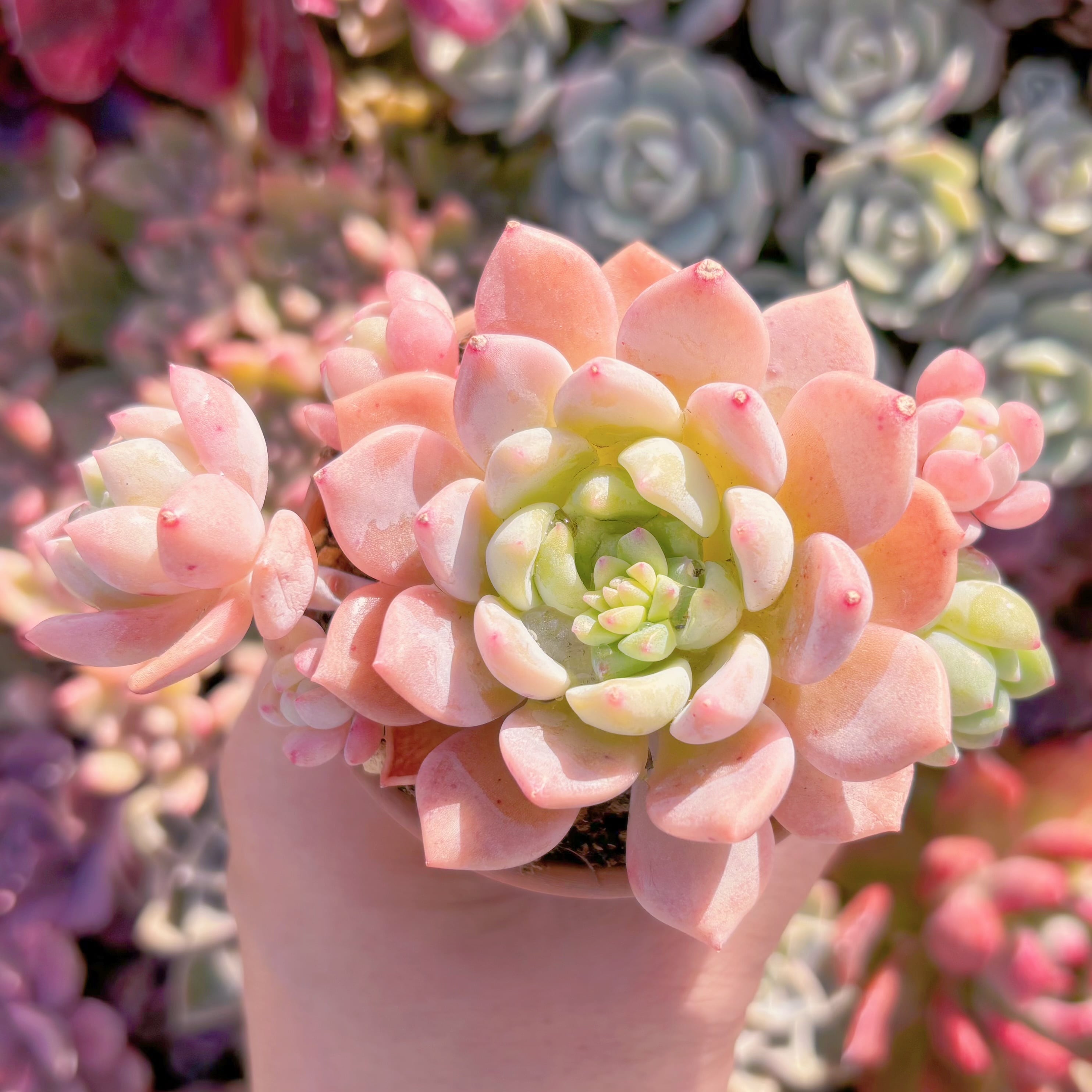 多肉植物　千本桜　群生　新入荷　るる農園