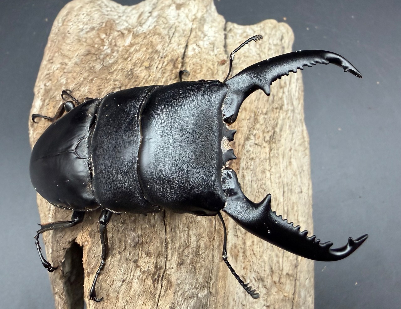 【WD】《パラワンオオヒラタ ガントン産 94.5mm ペア》