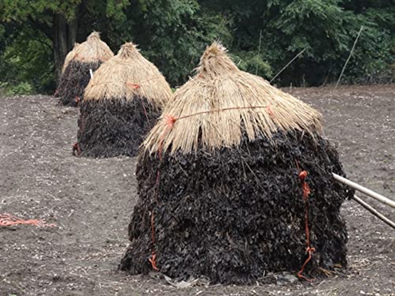 千葉県産素煎り落花生ナカテユタカ 450ｇ 素焼き ピーナッツ