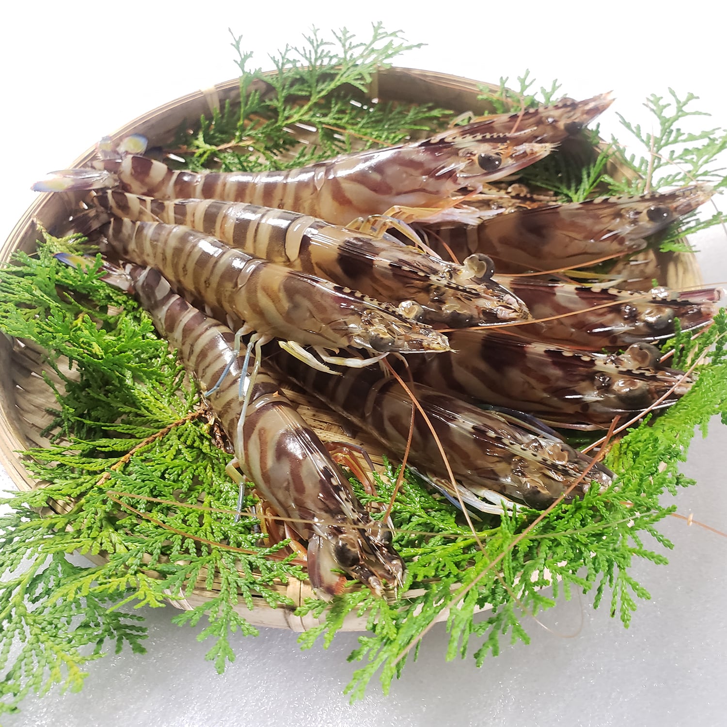 活き 車海老 1kg (大サイズ厳選) (22-34尾)熊本県産 活きたままお届けで鮮度抜群！ とれたての車エビから大きい物だけを厳選！活きたまま翌日にお届け！ 活 車海老 お歳暮