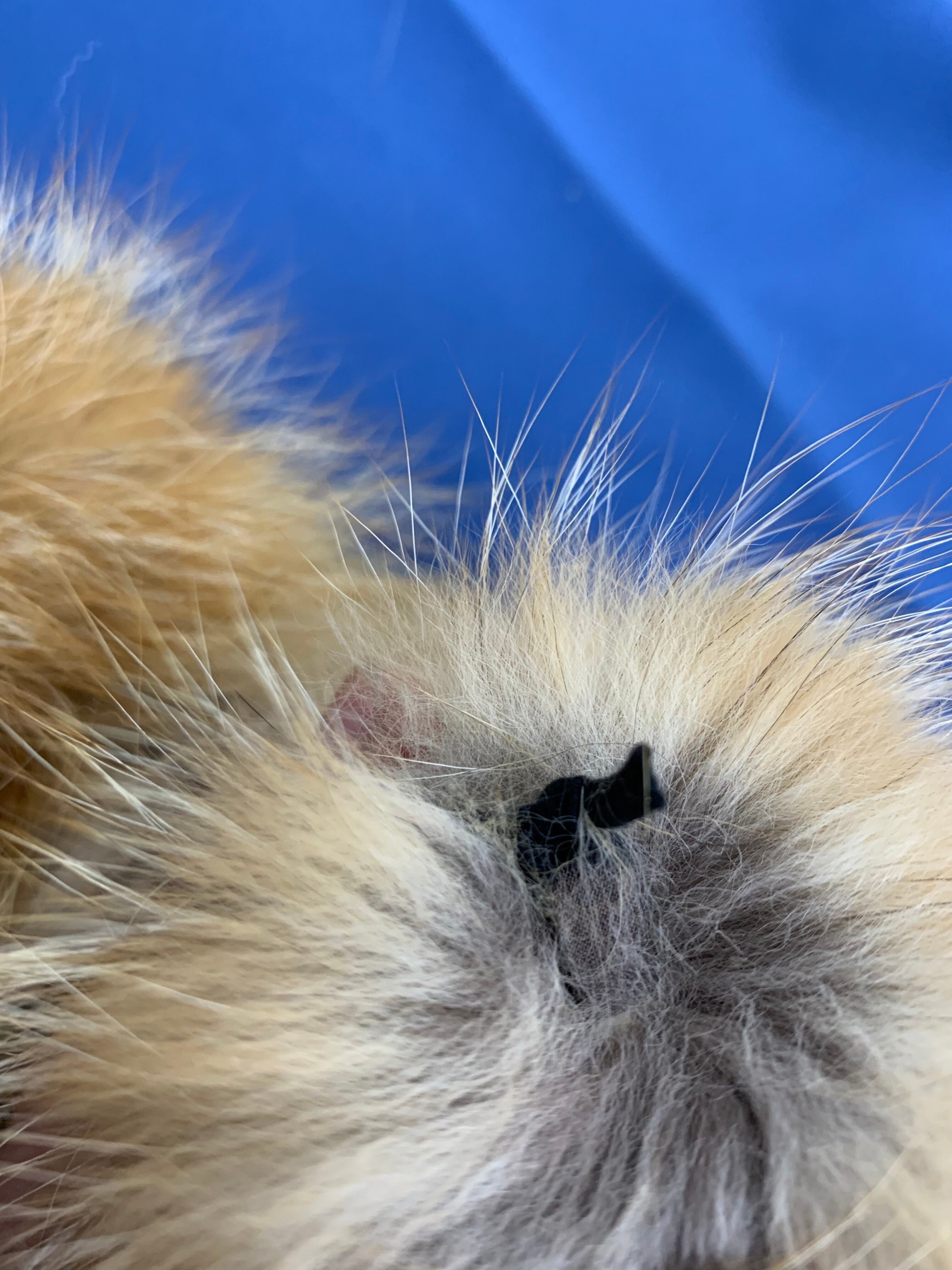 毛皮】ホットイヤー レッドフォックス 2023年製作 | 田舎の毛皮屋さん