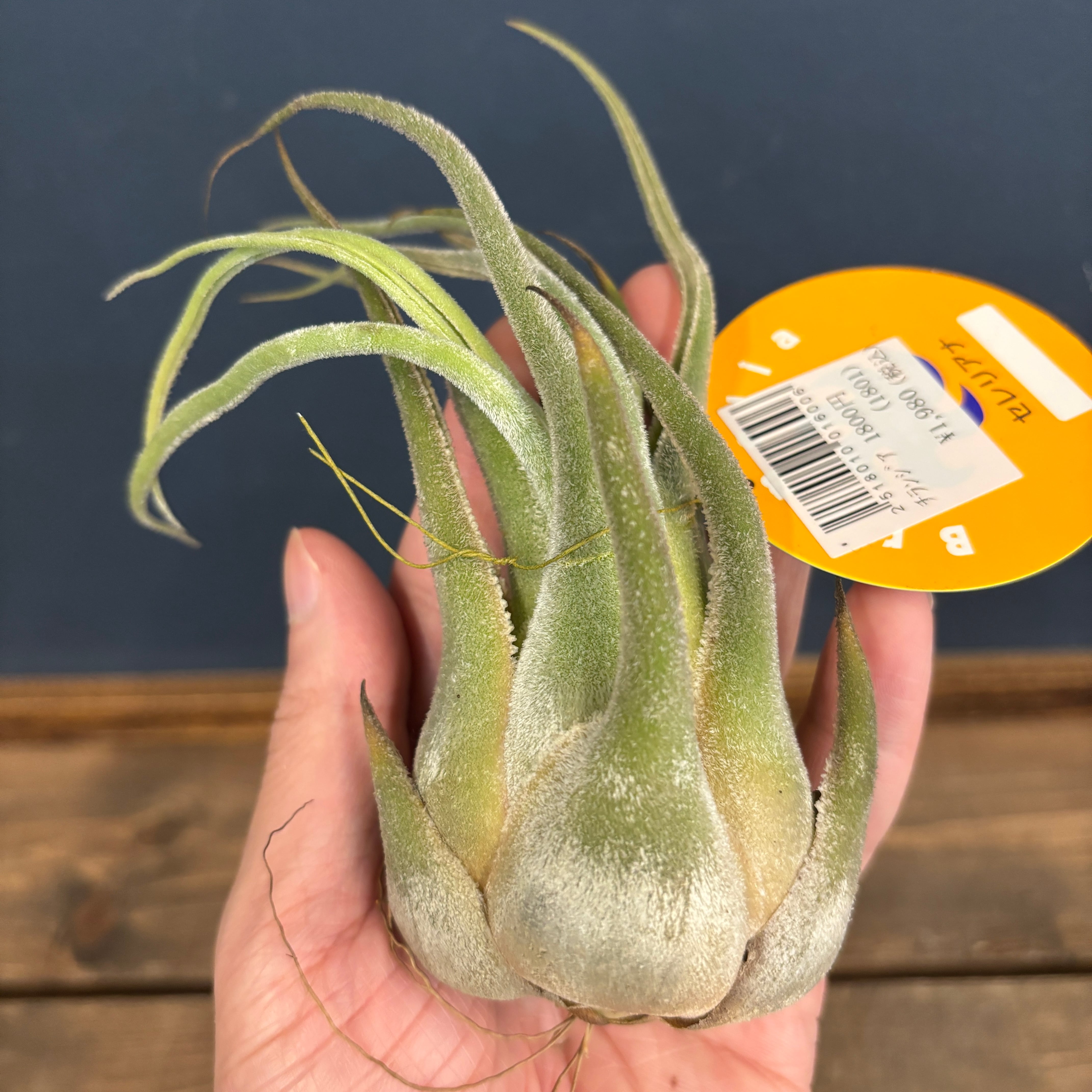 チランジア セレリアナ【778】