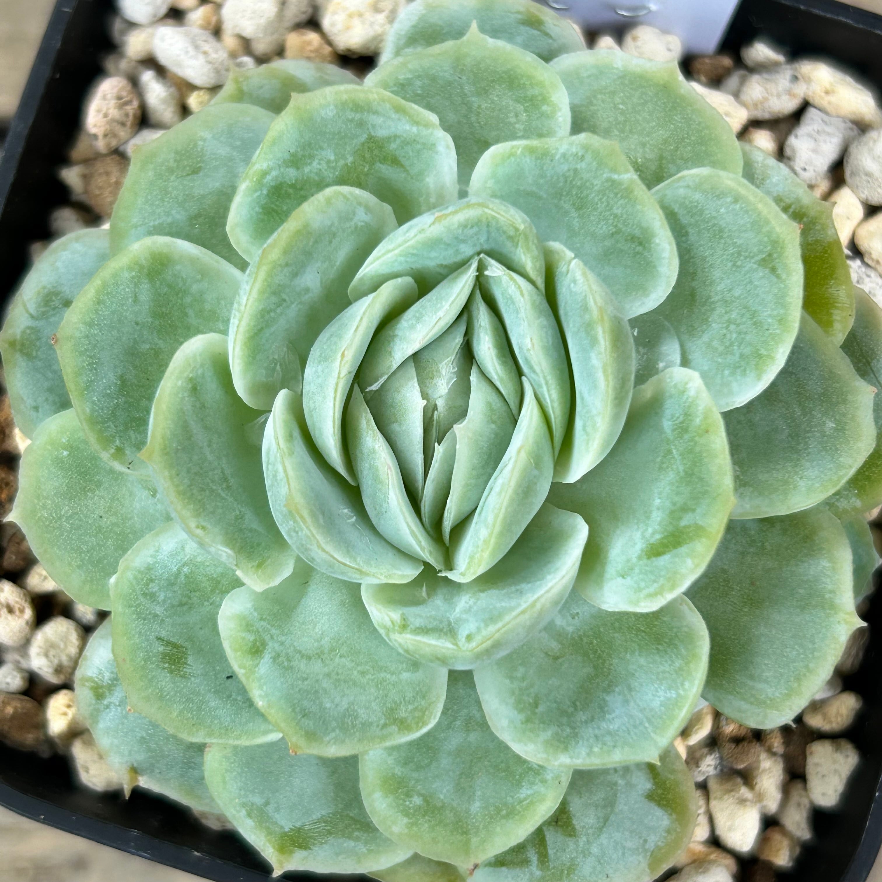 メキシコローズ | RuPo 多肉植物専門店