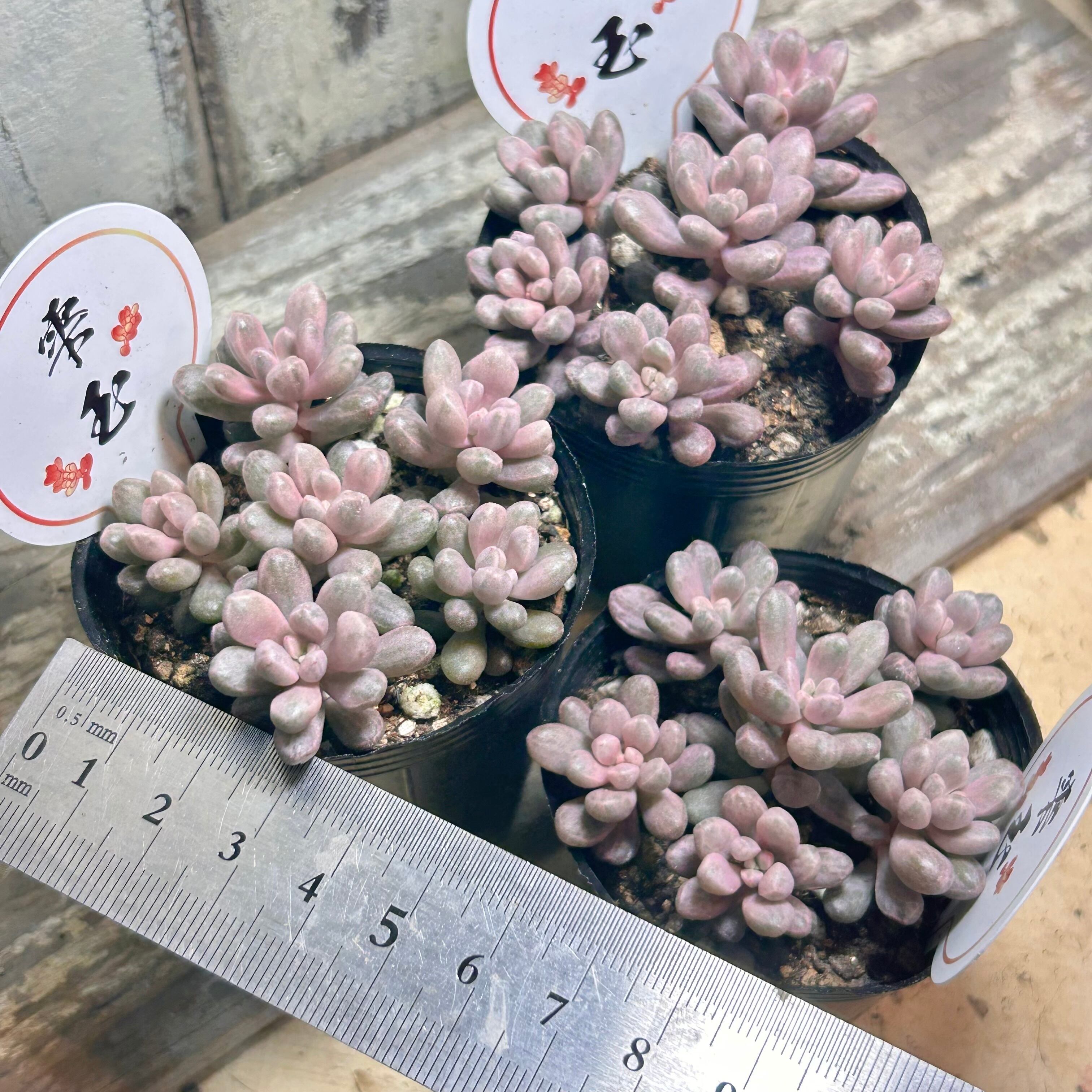 雫玉 | RuPo 多肉植物専門店