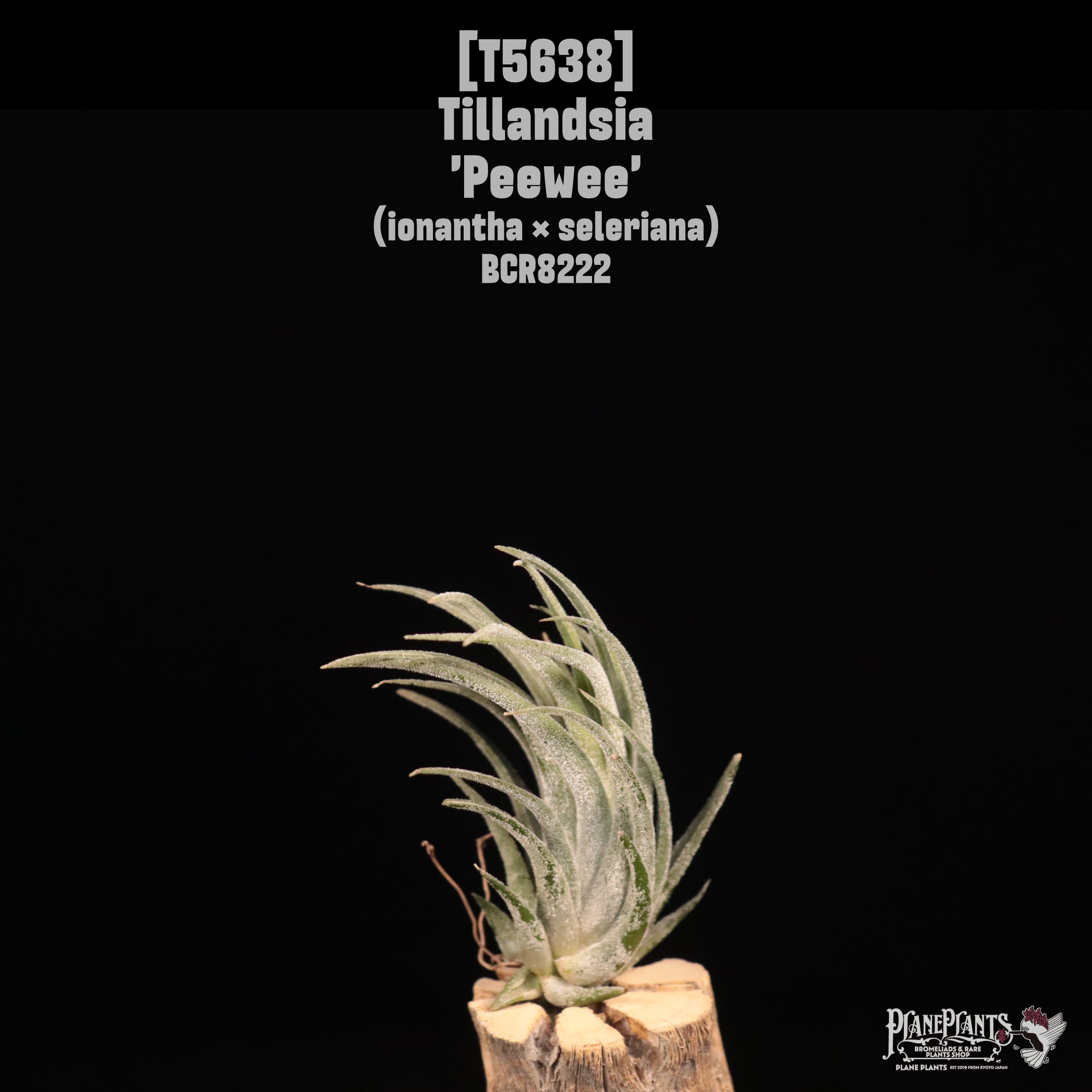 □ TILLANDSIA IMPORT [契約農園輸入株] | plane plants