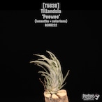 【送料無料】'Peewee'〔エアプランツ〕現品発送T5638