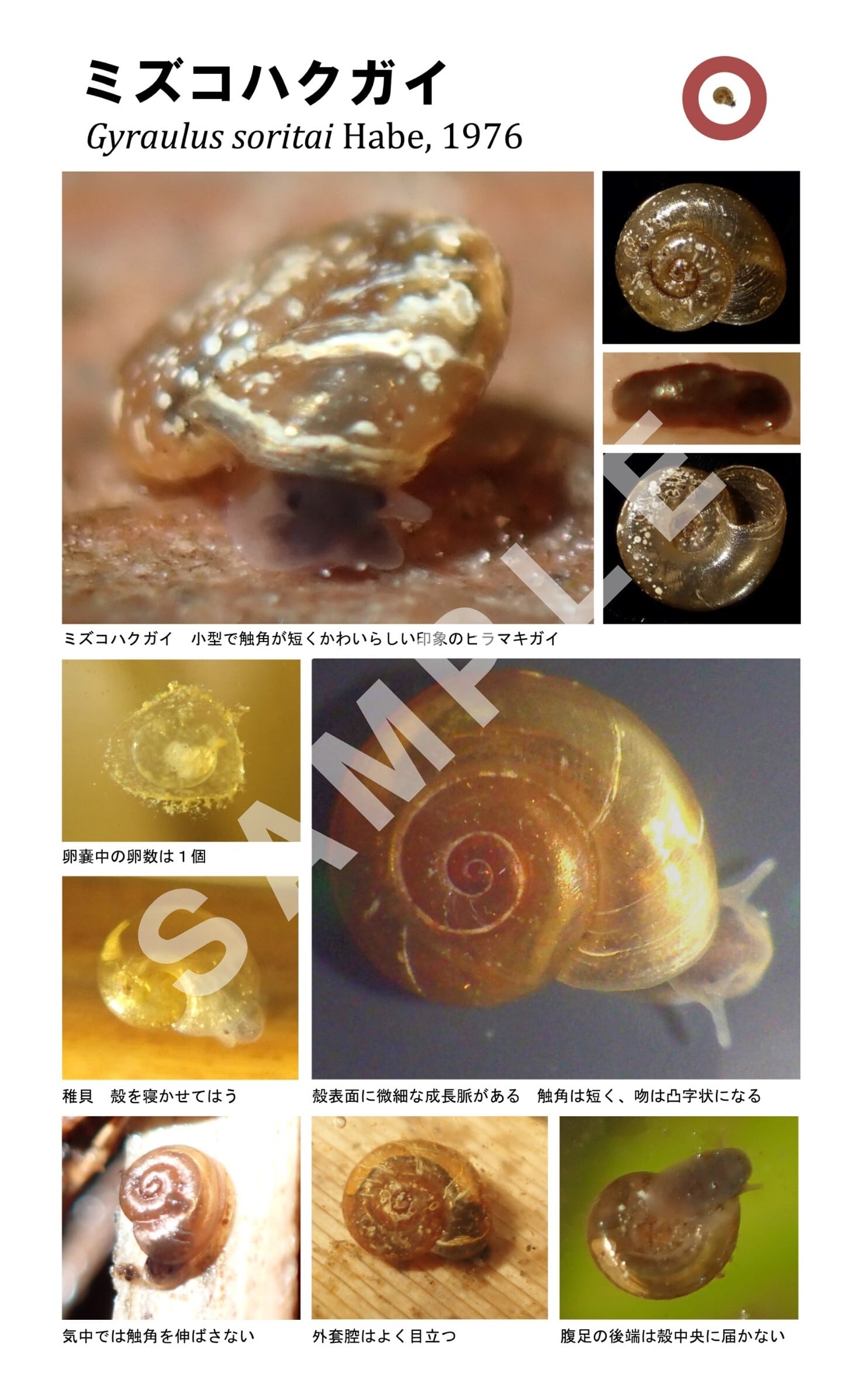 PDF]ヒラマキガイだけハンドブック | まふゆのうじの生き物図鑑