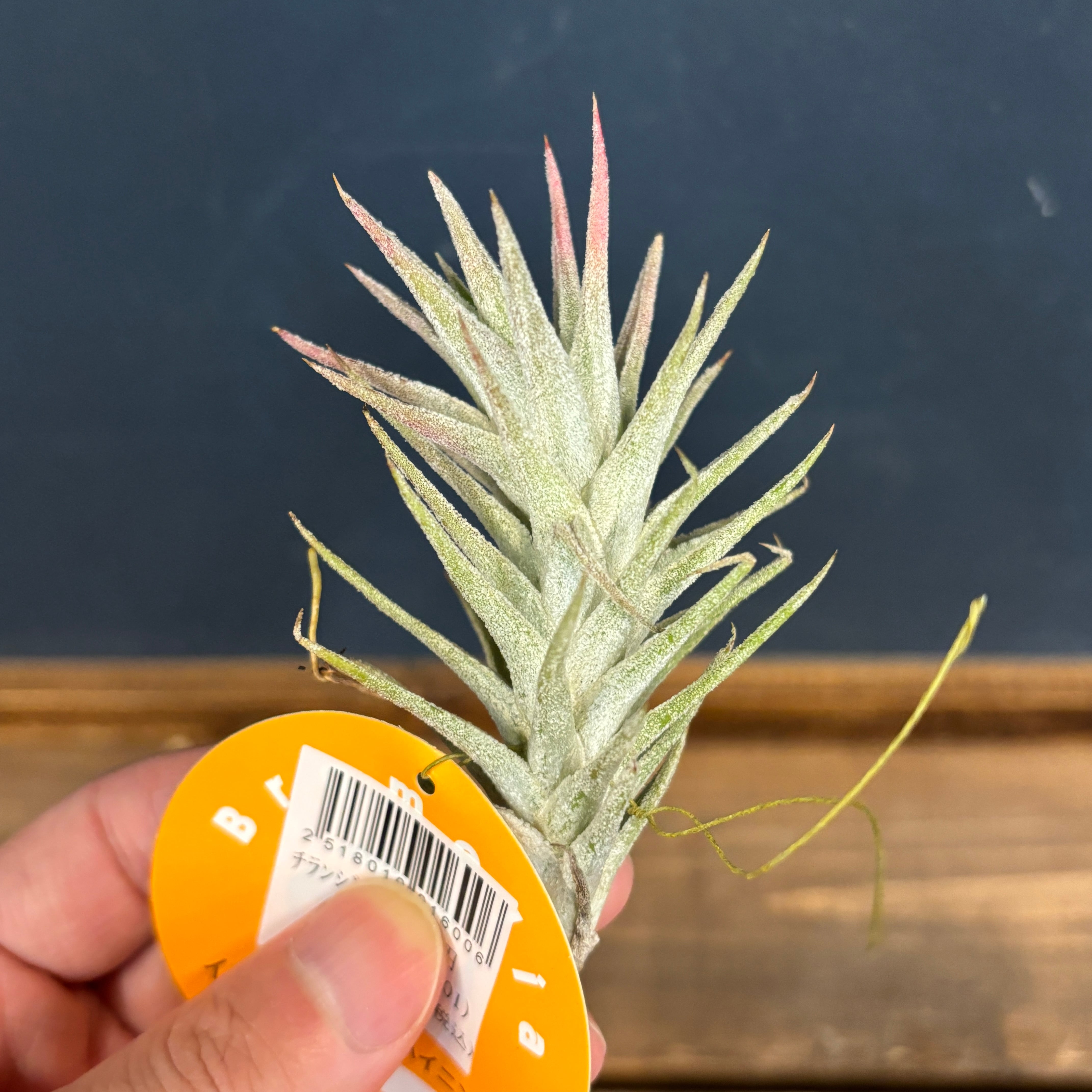 チランジア イオナンタ バンハイニンギー【359】