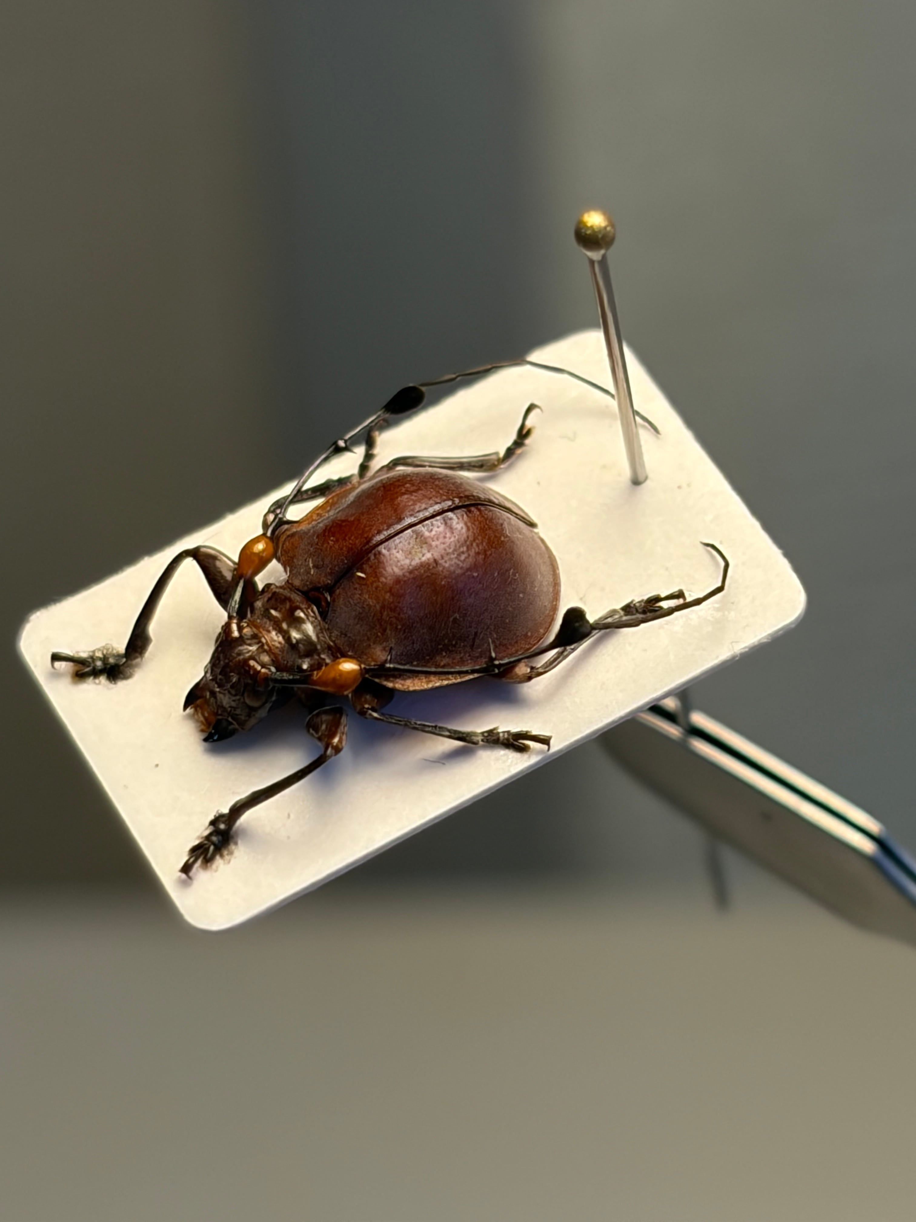珍しい赤】ペルーのまん丸な異形カミキリ 標本 Cyclopeplus sp. 天牛