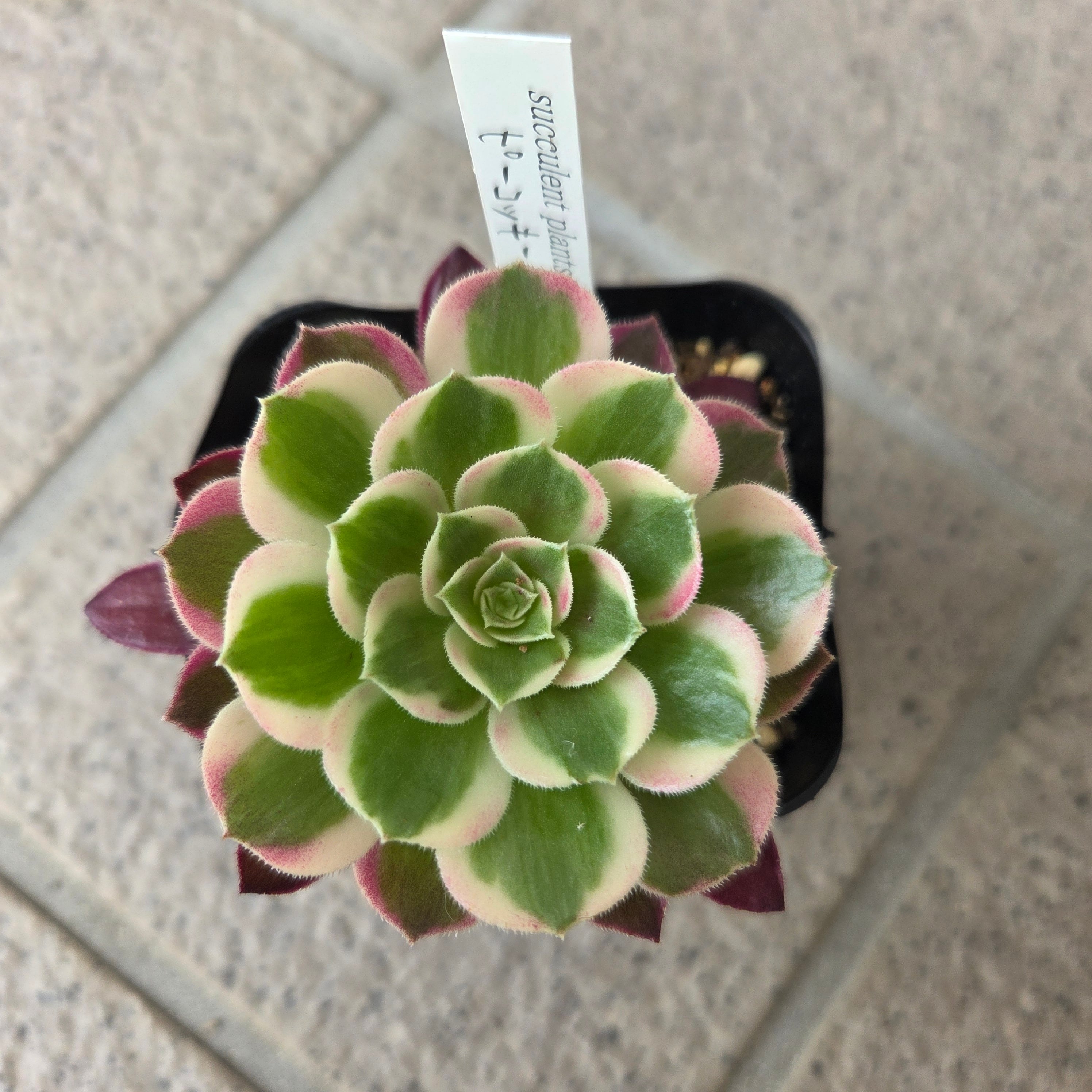 25#多肉植物アエオニウム❤️ ナガ女王 セッカ ❤️19cm拔き苗 アエオニウム | 多肉Garden＊Grow