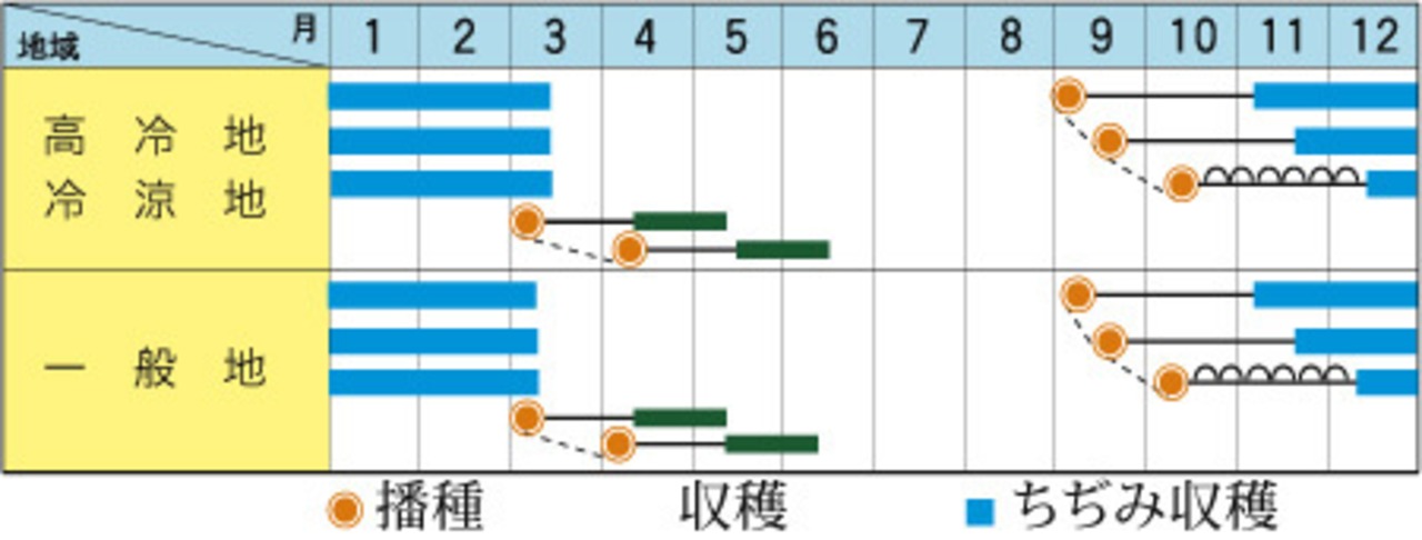 ホウレンソウ「寒味・極」（小袋）・画像3