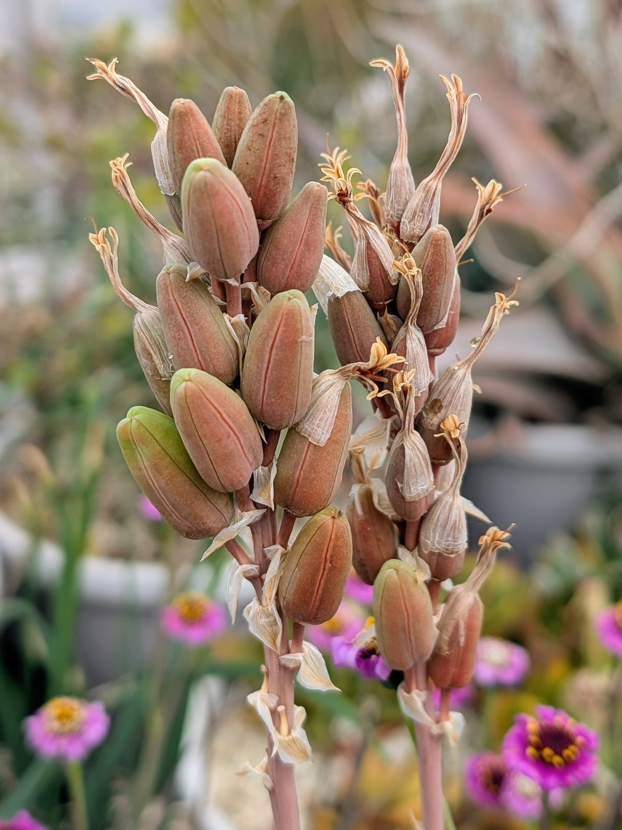 種子(少量パック)/10粒】Aloe vacillans (Wadi Dahr, Yemen)/アロエ