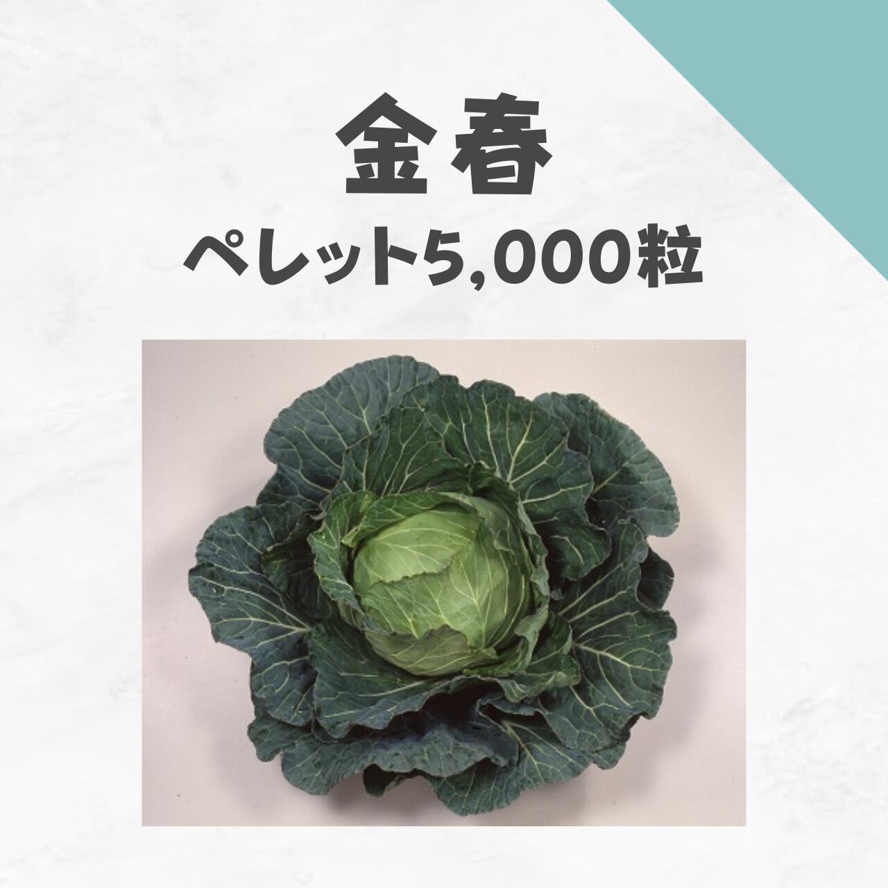 金春 キャベツ種子・ペレット5,000粒