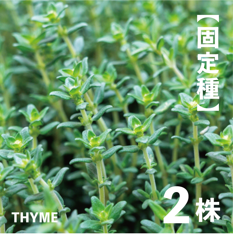 タイムの苗・2株【ハーブの苗／無農薬／農薬不使用／固定種／在来種