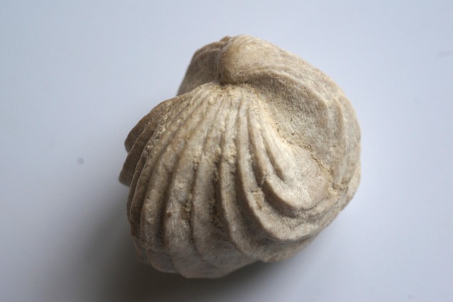 Burmirhynchia Decorata　化石 10