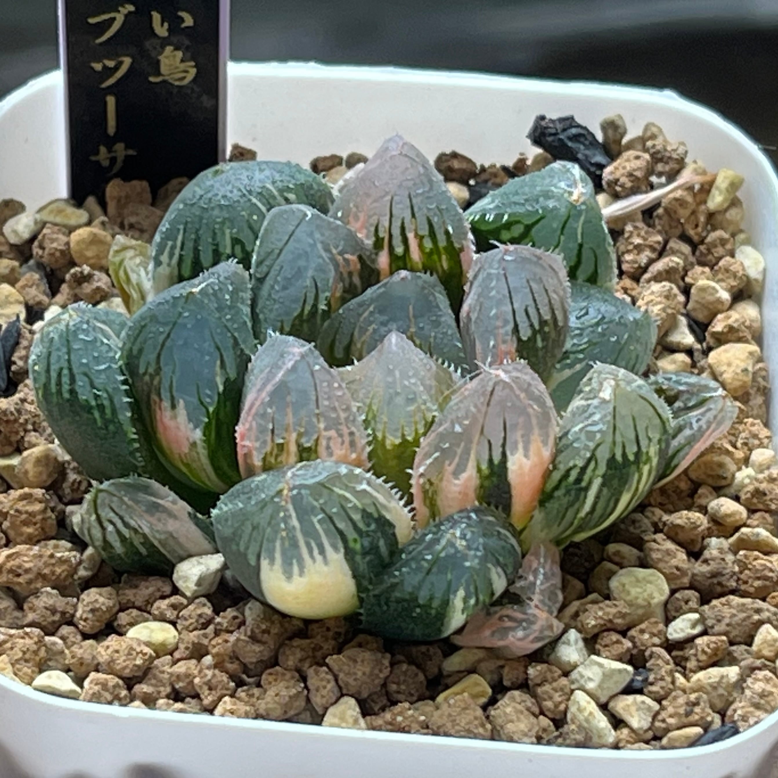mocono_plants