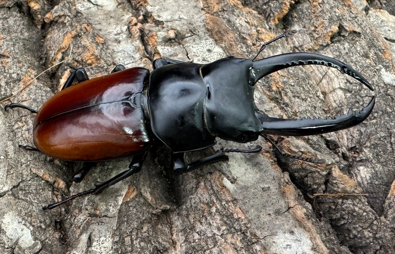 《アローコクワ亜種リエン 74mm ♂♀♀トリオ》