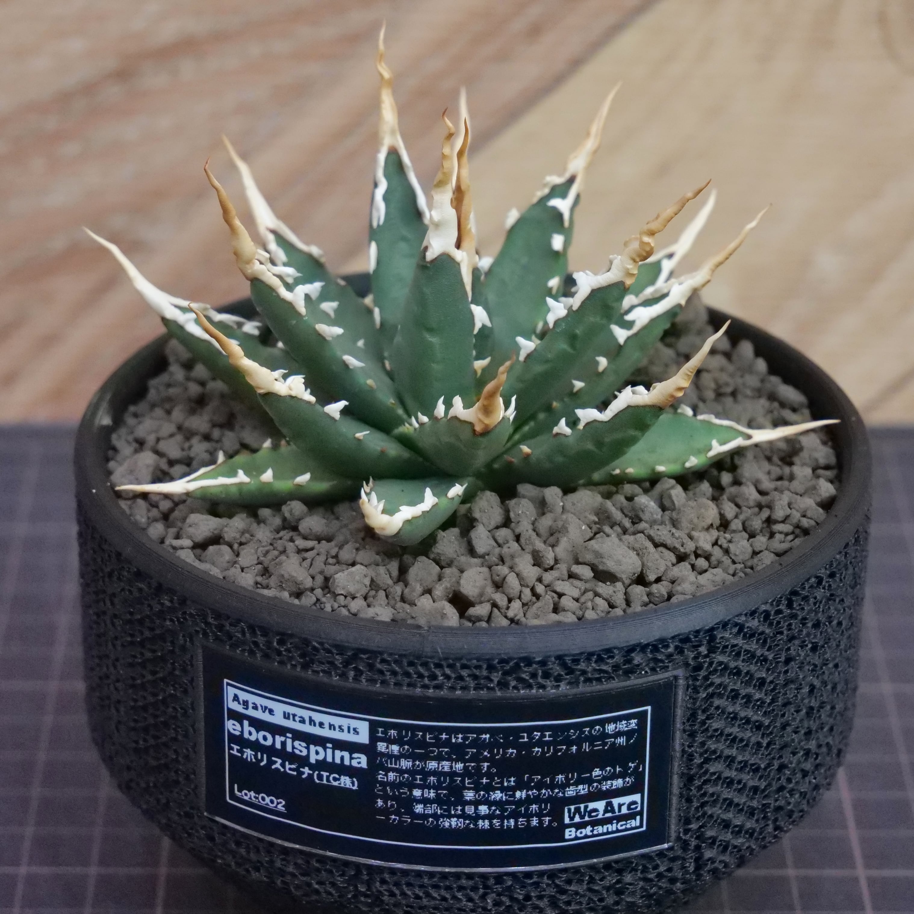 Agave utahensis eborispina アガベ エボリスピナ（実生3年） / 中株
