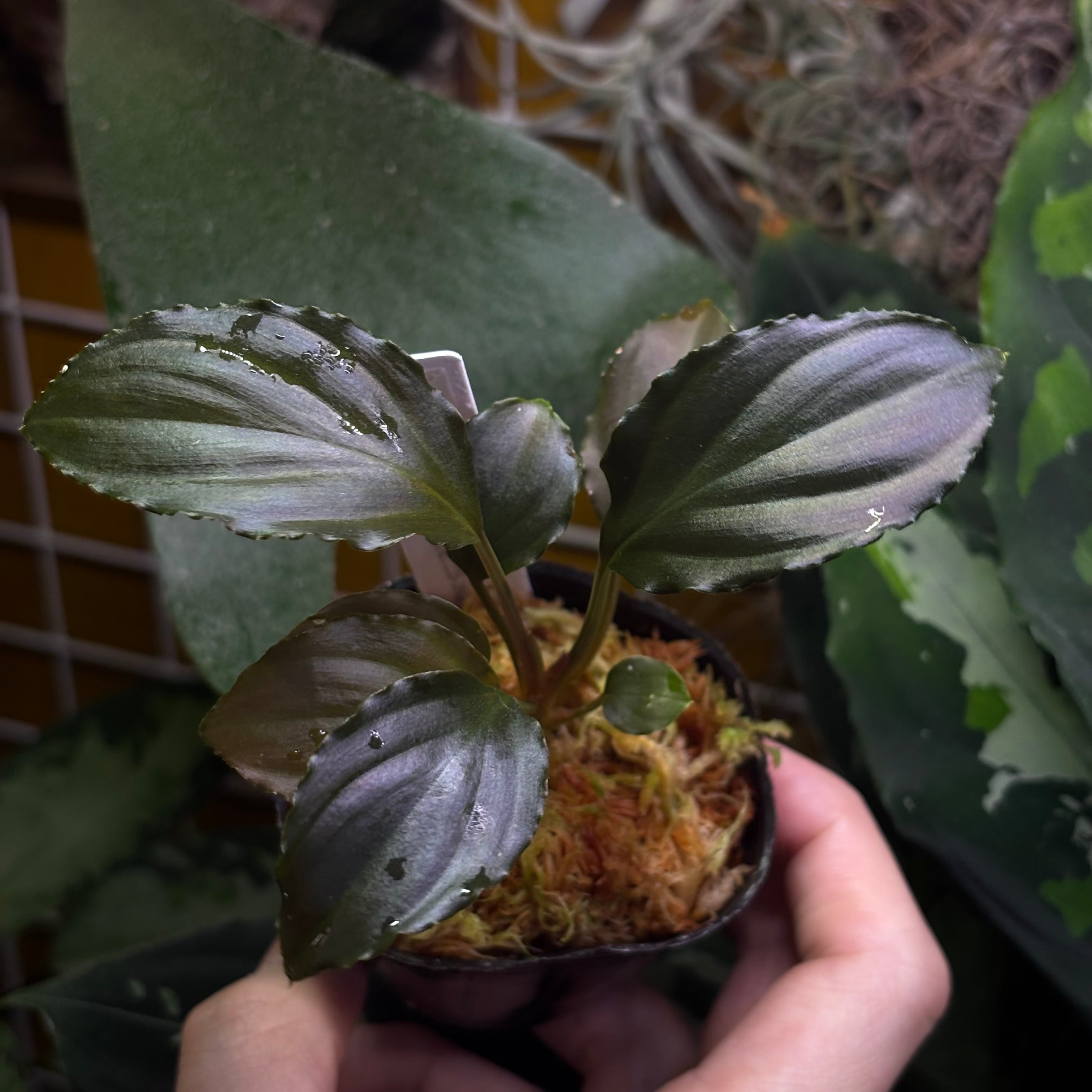 熱帯植物　ホマロメナsp.スラウェシ　細黒　3 ホマロメナ Homalomena sp. Red Morowali,Sulawesi wf1 育成記録 その他観葉植物