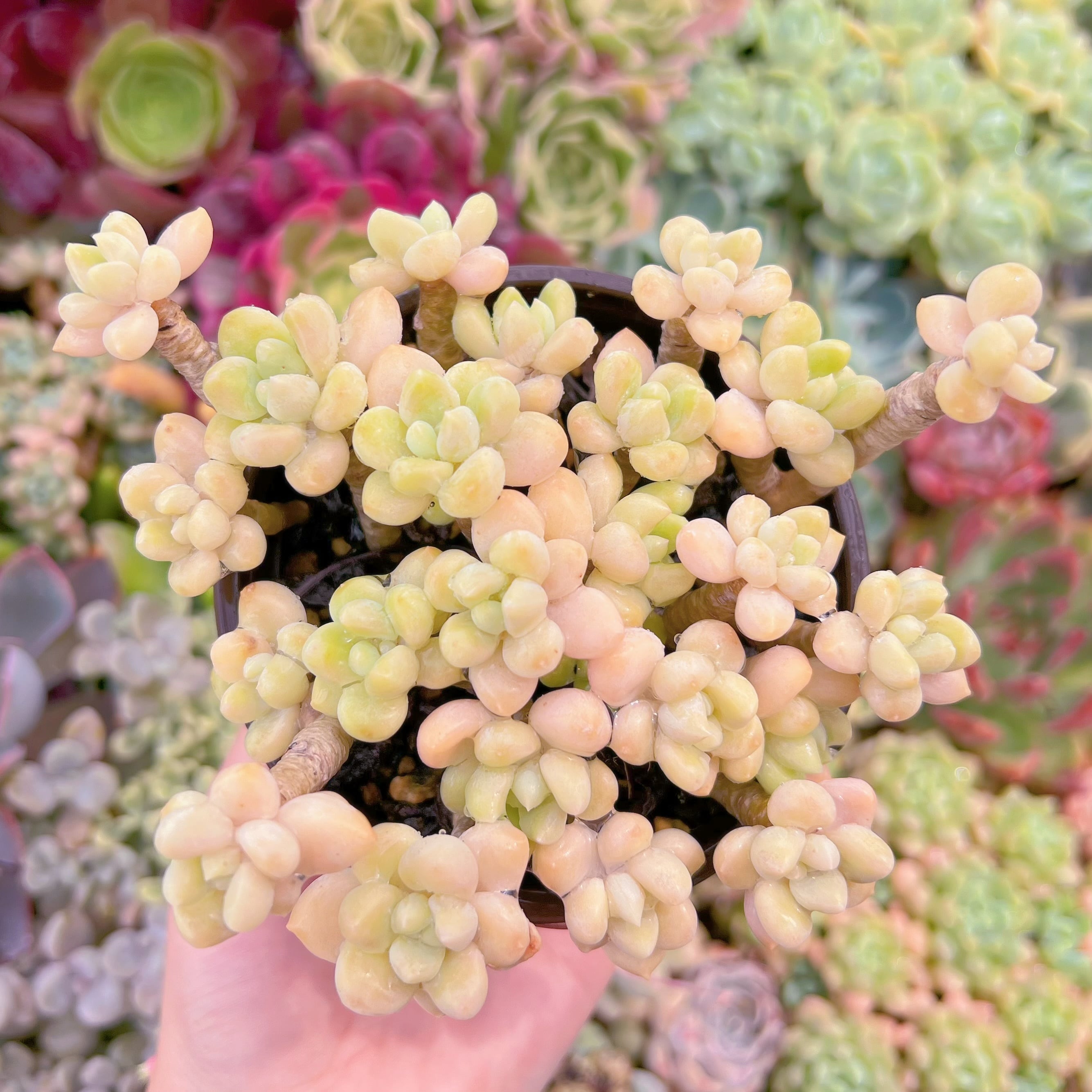 現品　ホワイトケーキ#F099　群生　るる農園