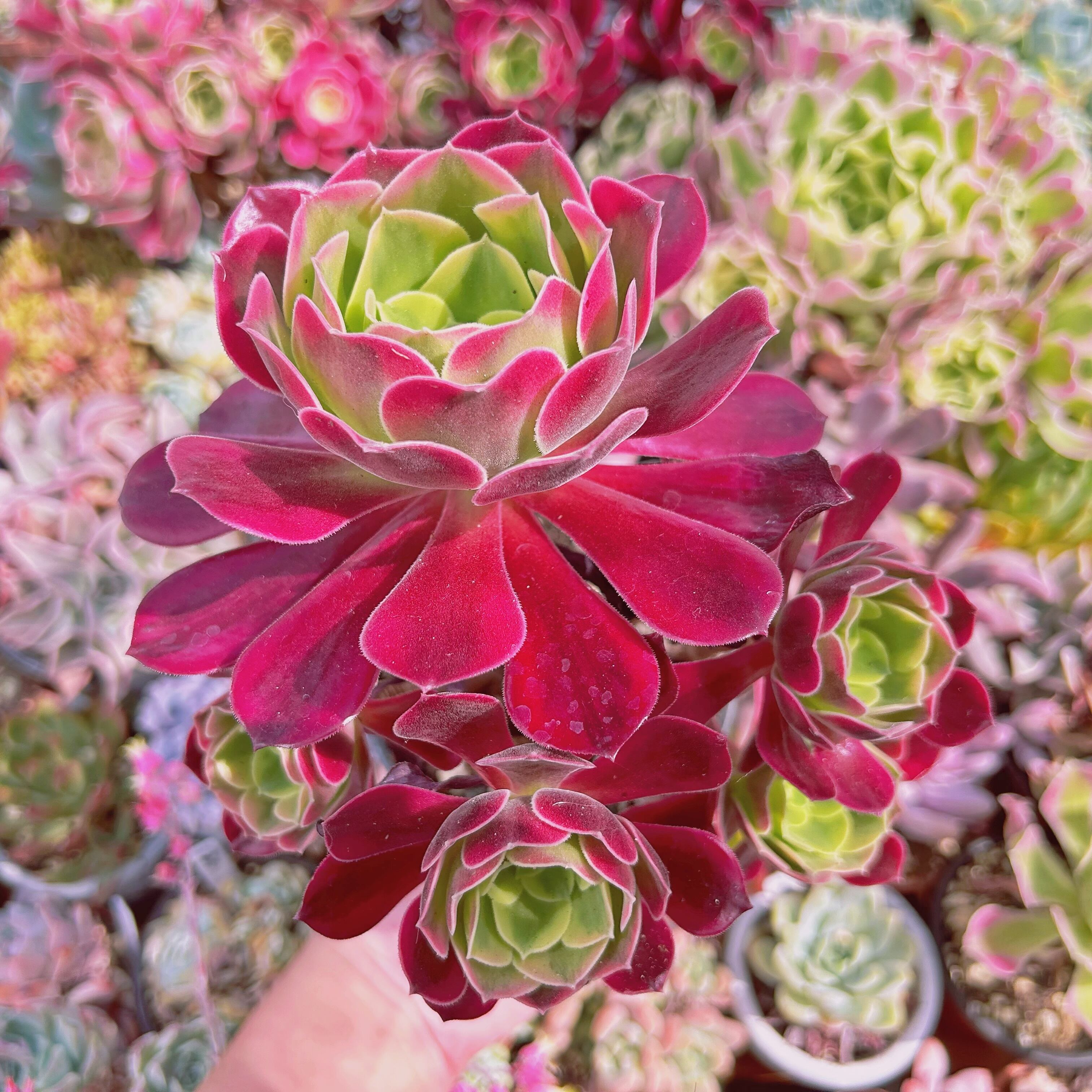 #1009現物　多肉植物　 Aeonium メデューサ   特大群生　抜き苗