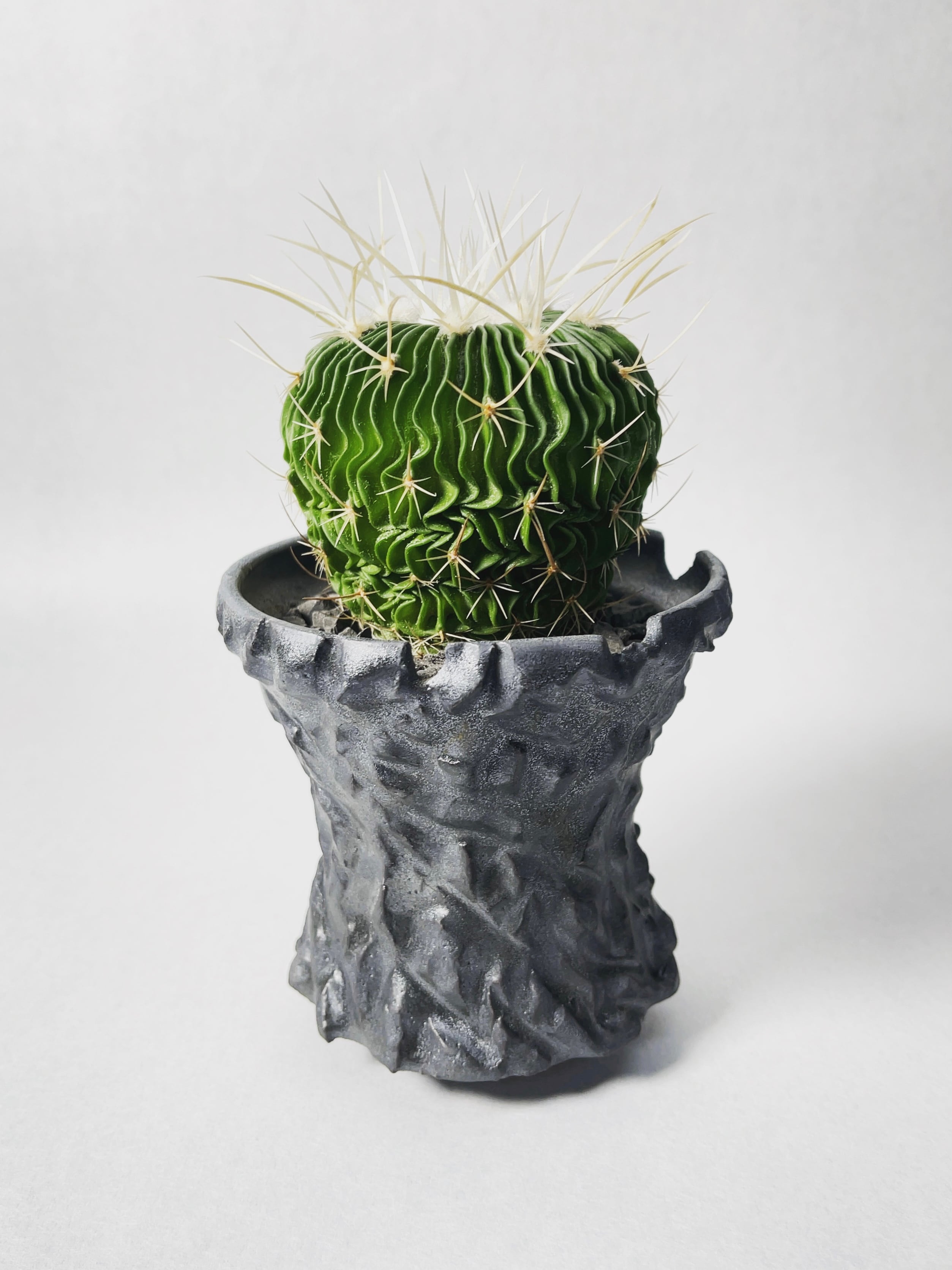 エキノファスロカクタス・千波万波ピンク花 | trigger