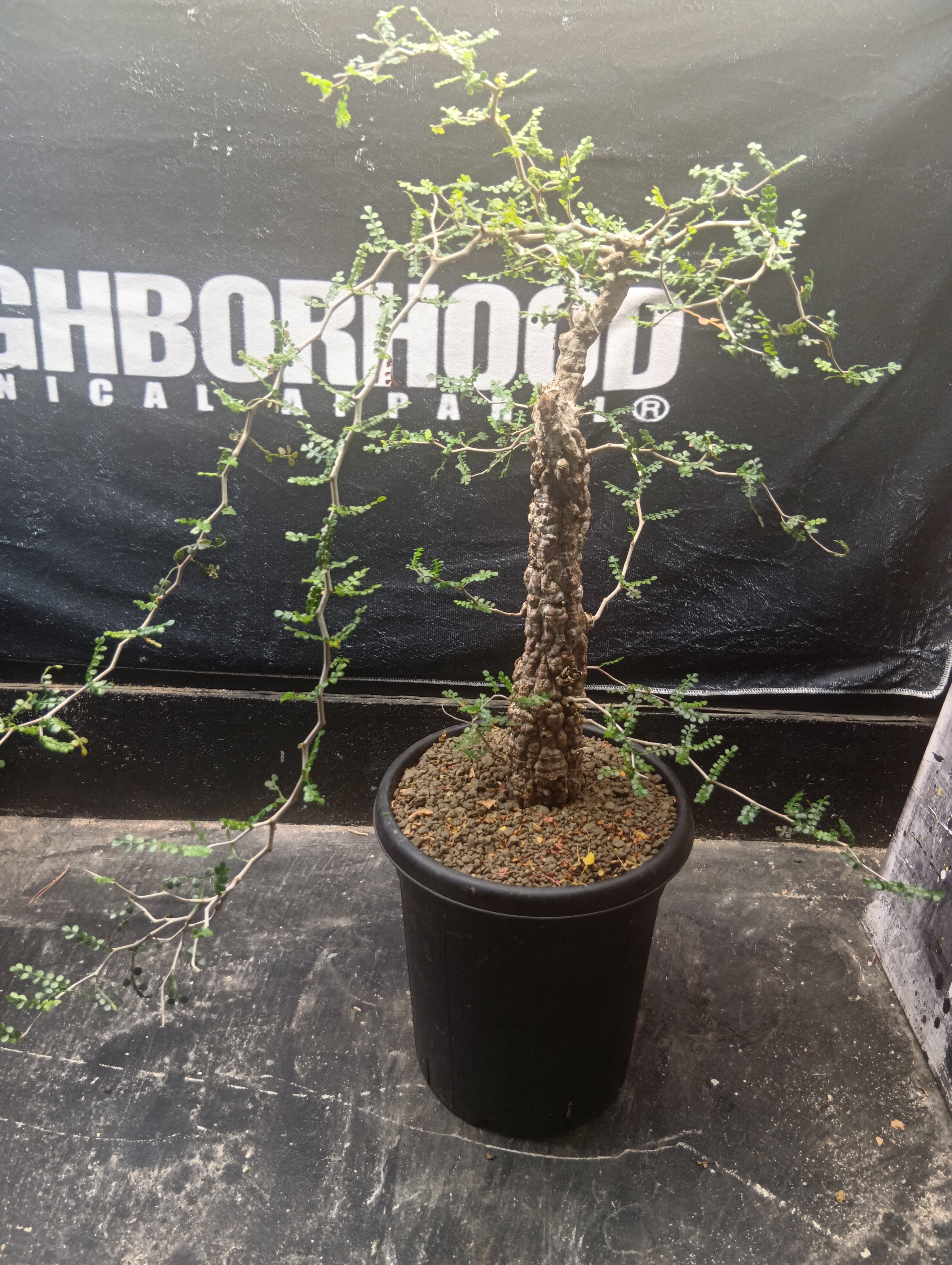 早い者勝ち 10月7日着 オペルクリカリアパキプス パキプス 巨大パワータンク付 大特価 激レア オペルクリカリア パキプスSP 現地球 | Buenaplant