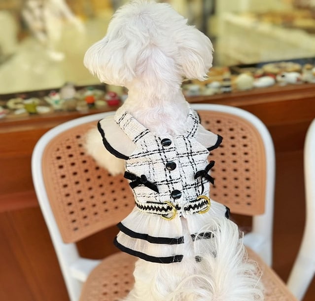 《予約》2101850 ツイードハーネス