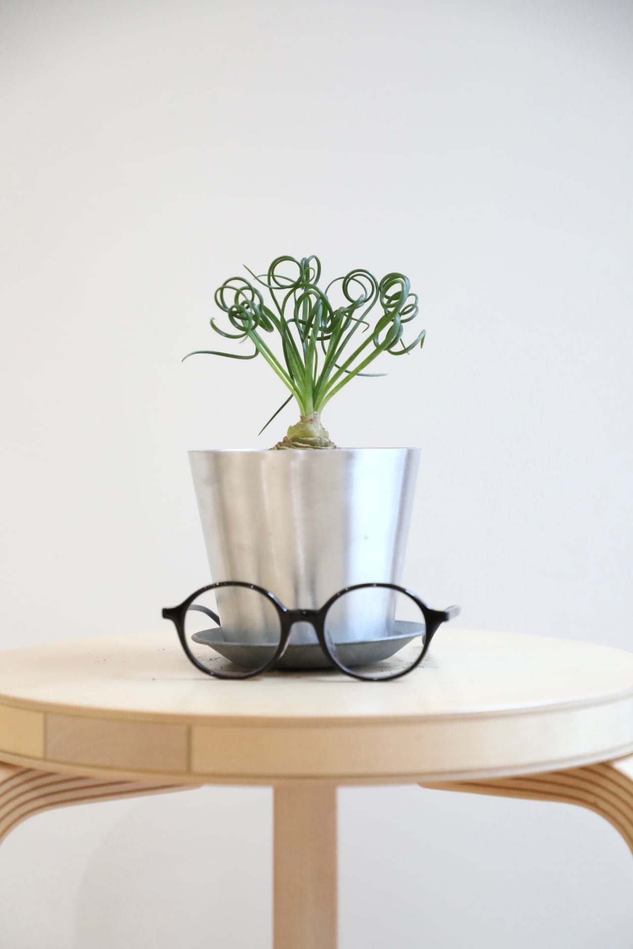 S】サンスベリア ホワイトボンセレンシス/Sansevieria Boncellensis