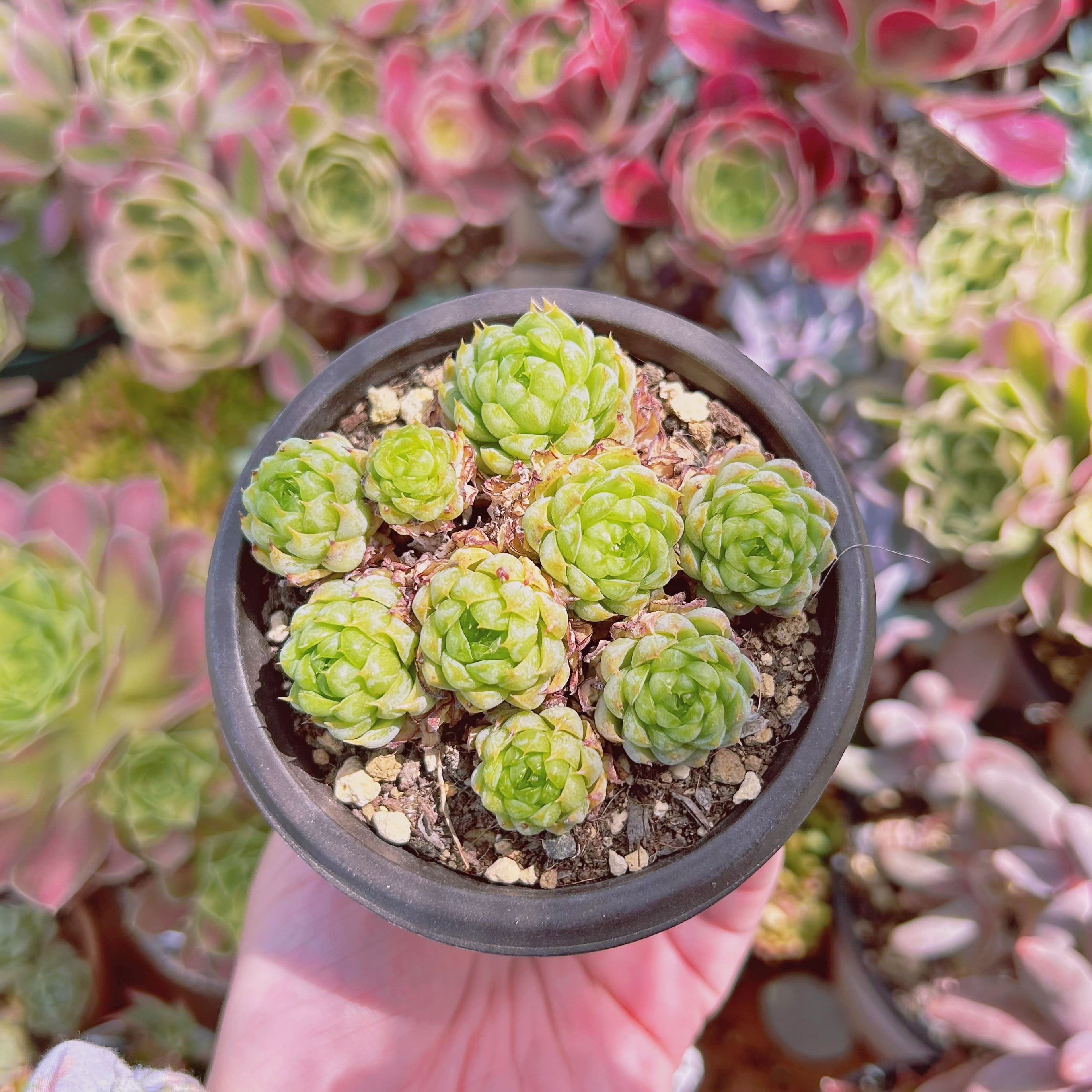 現物 多肉植物 虞姬 抜き苗 | るる農園~多肉植物専門