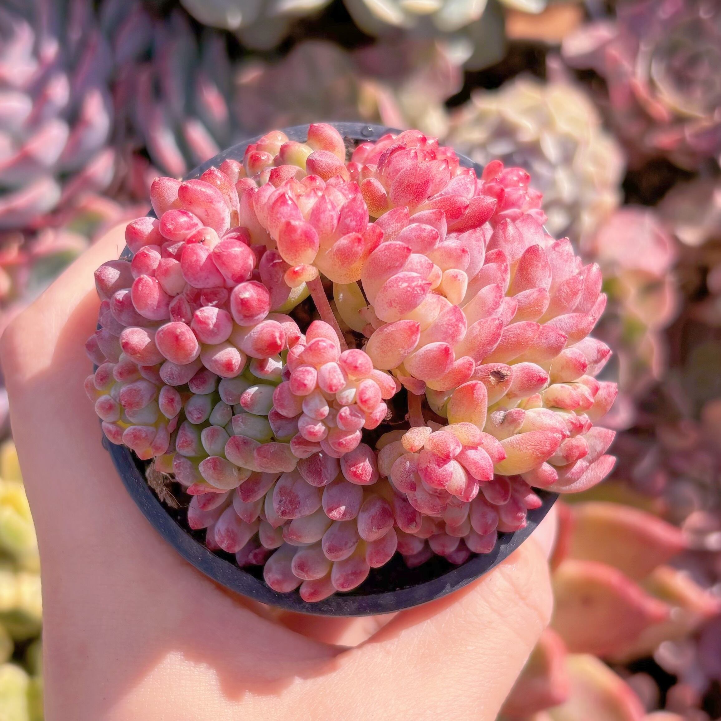 現品　花火#690　新入荷　るる農園