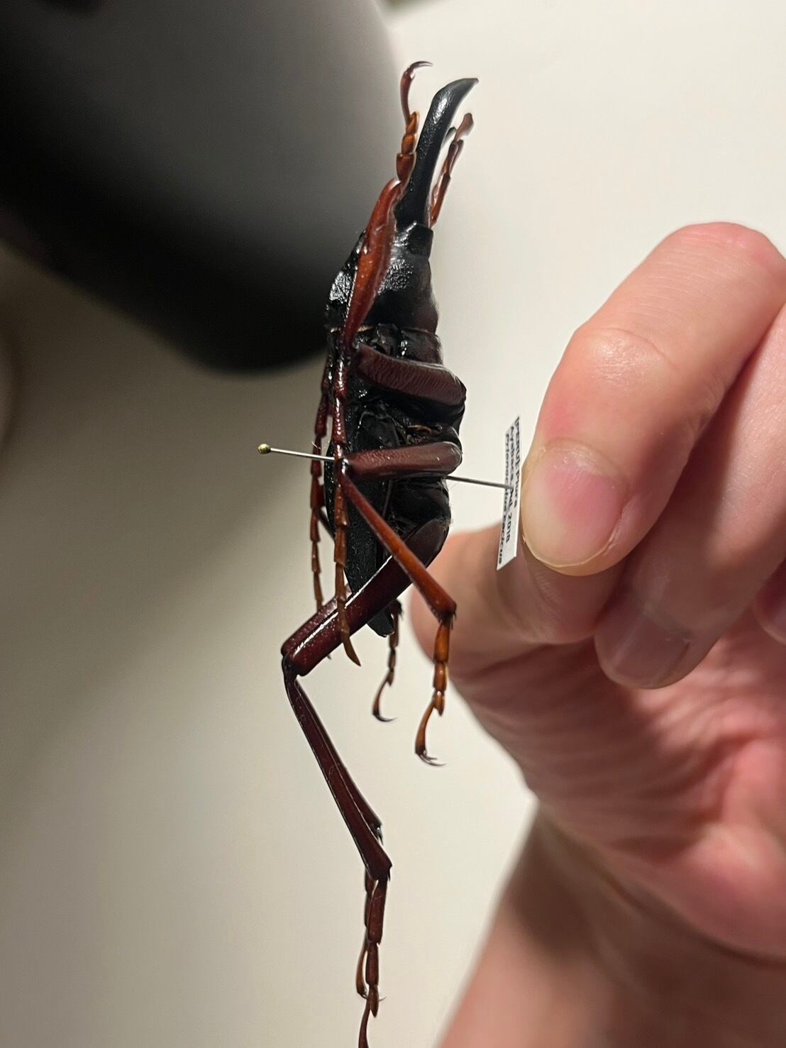 60mm】カシクスオニノコギリカミキリ昆虫標本甲虫ハムシサソリ