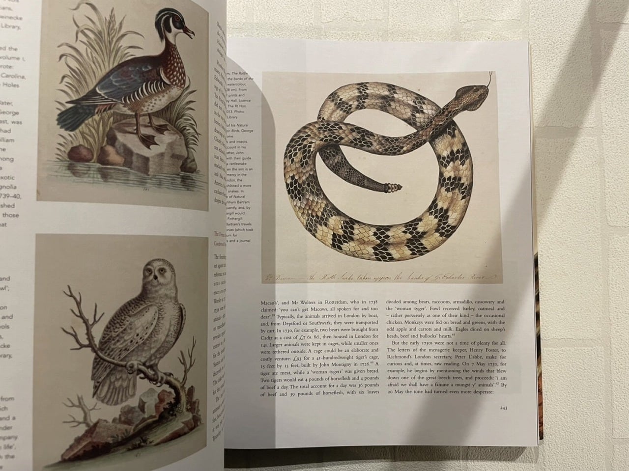 VW084】A Natural History of English Gardening: 1650–1800 /visual