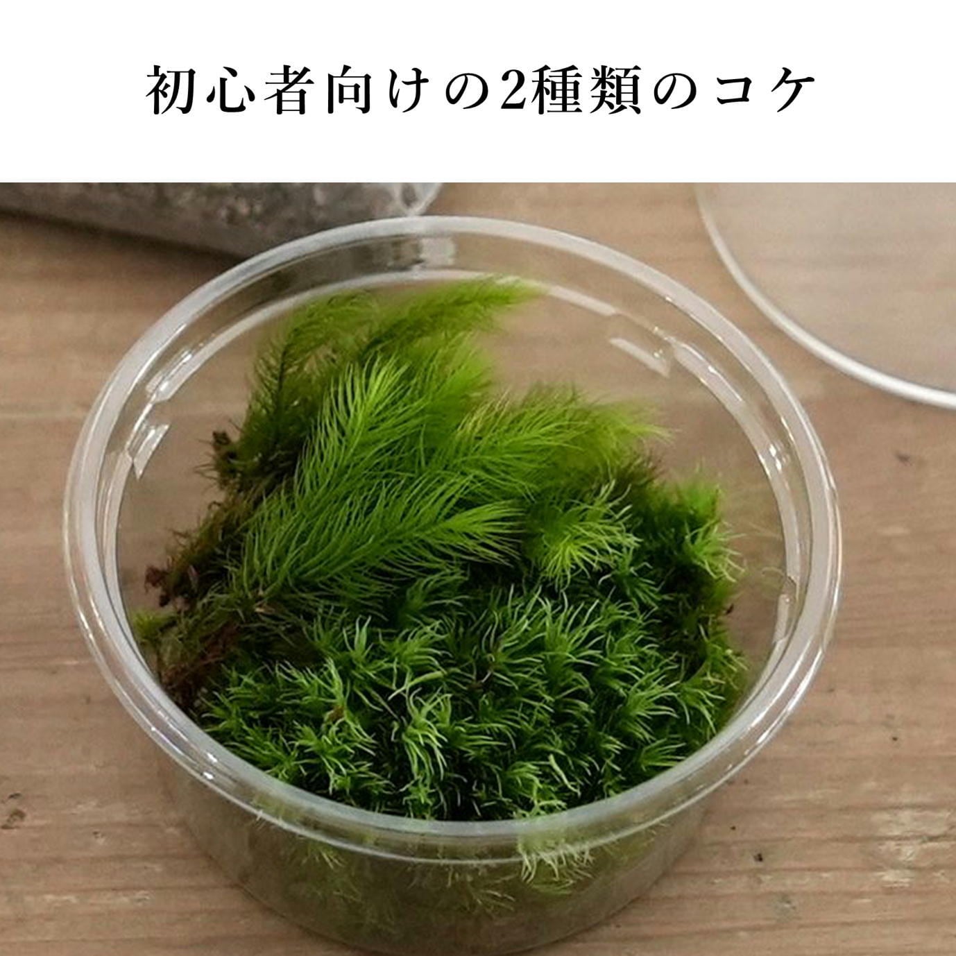 作製キット】家のフィギュア付き苔テラリウム ◇動画解説付き | 苔