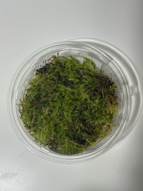 アオギヌゴケ〈Sサイズ〉