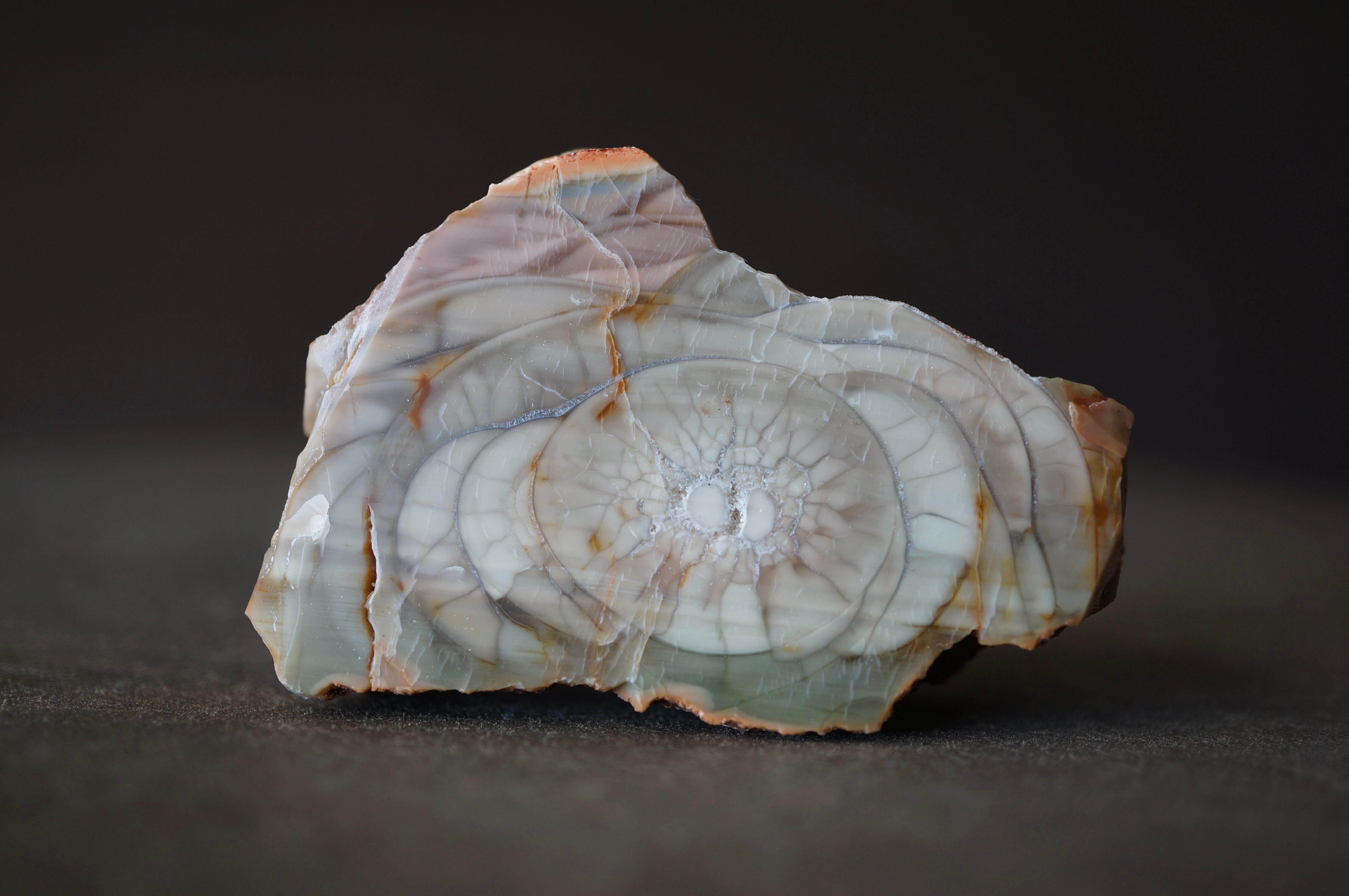 インドネシア産ブルーペトリファイドウッド Blue Opalized Petrified