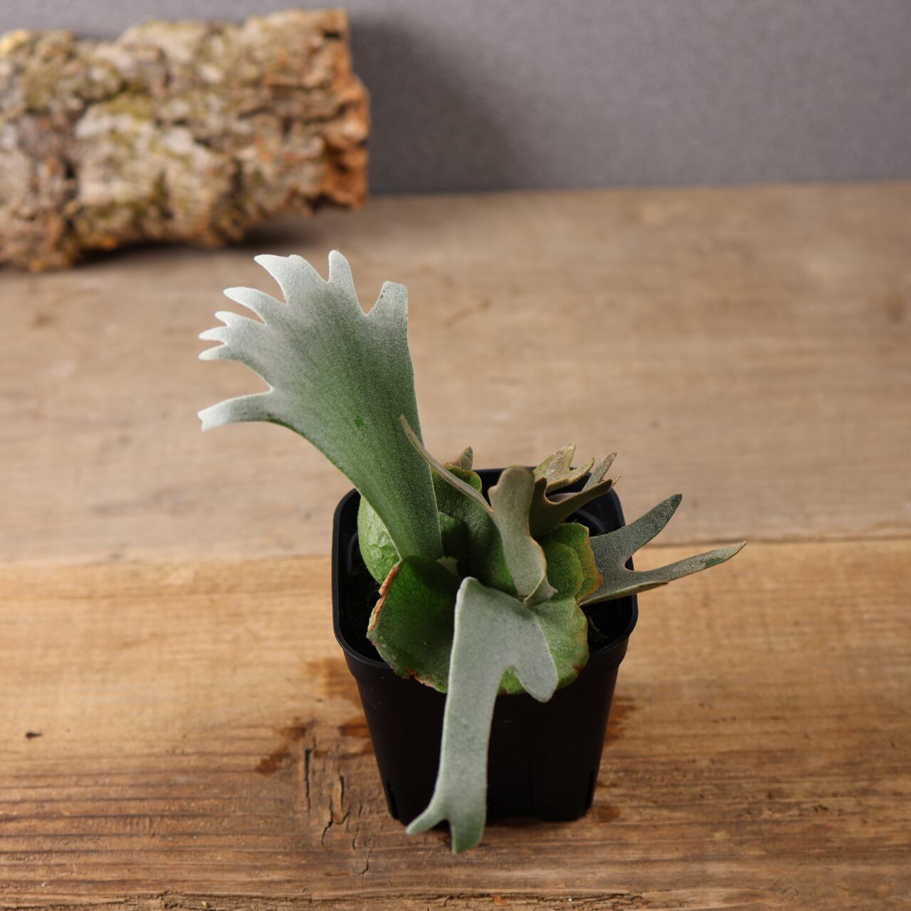 603『ビカクシダ ナノ Nano』 観葉植物【送料無料】 | MARX PLANTS