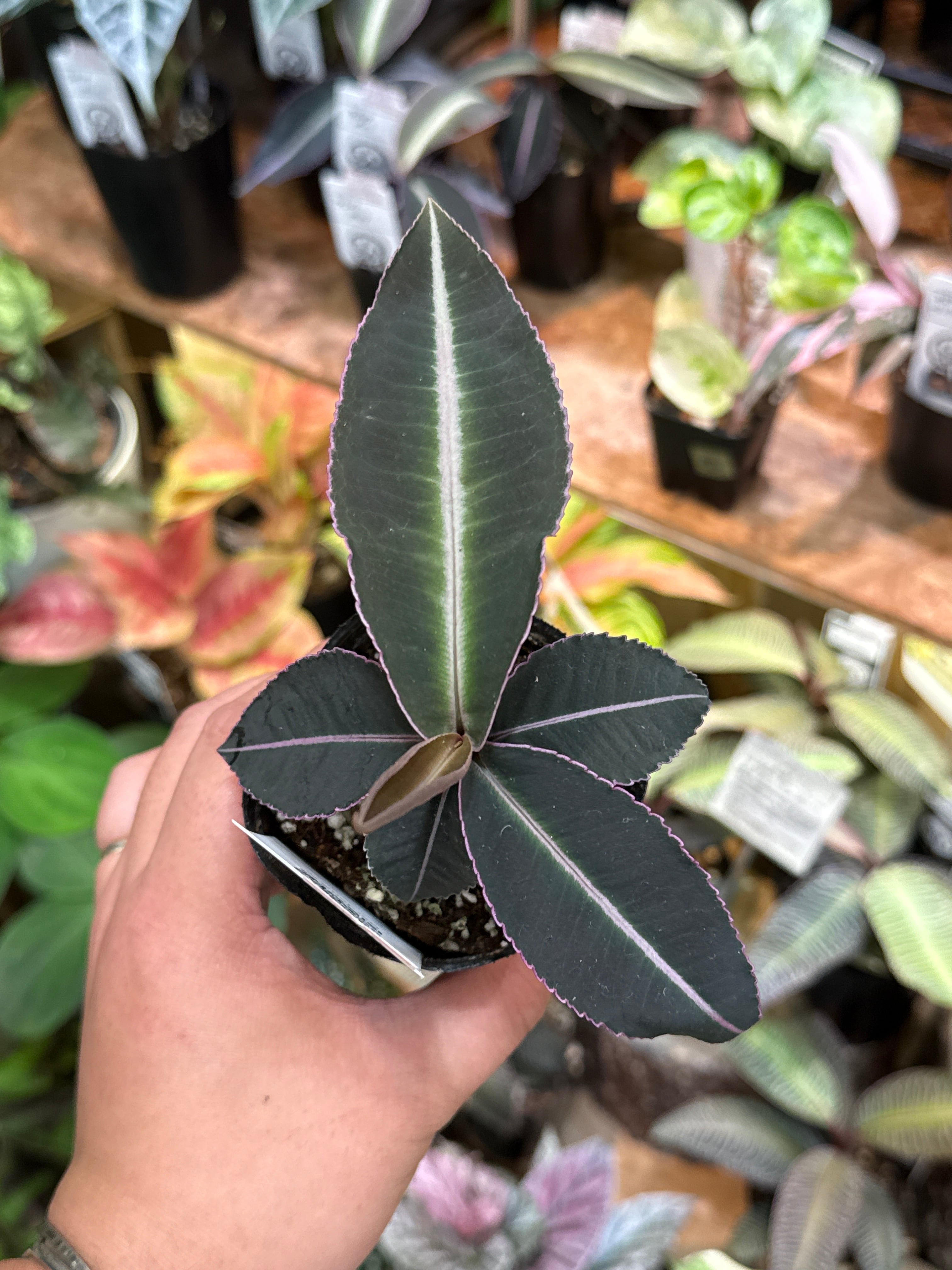 ベゴニア・ペペロミアなど | Gardenえん 【観葉熱帯植物】