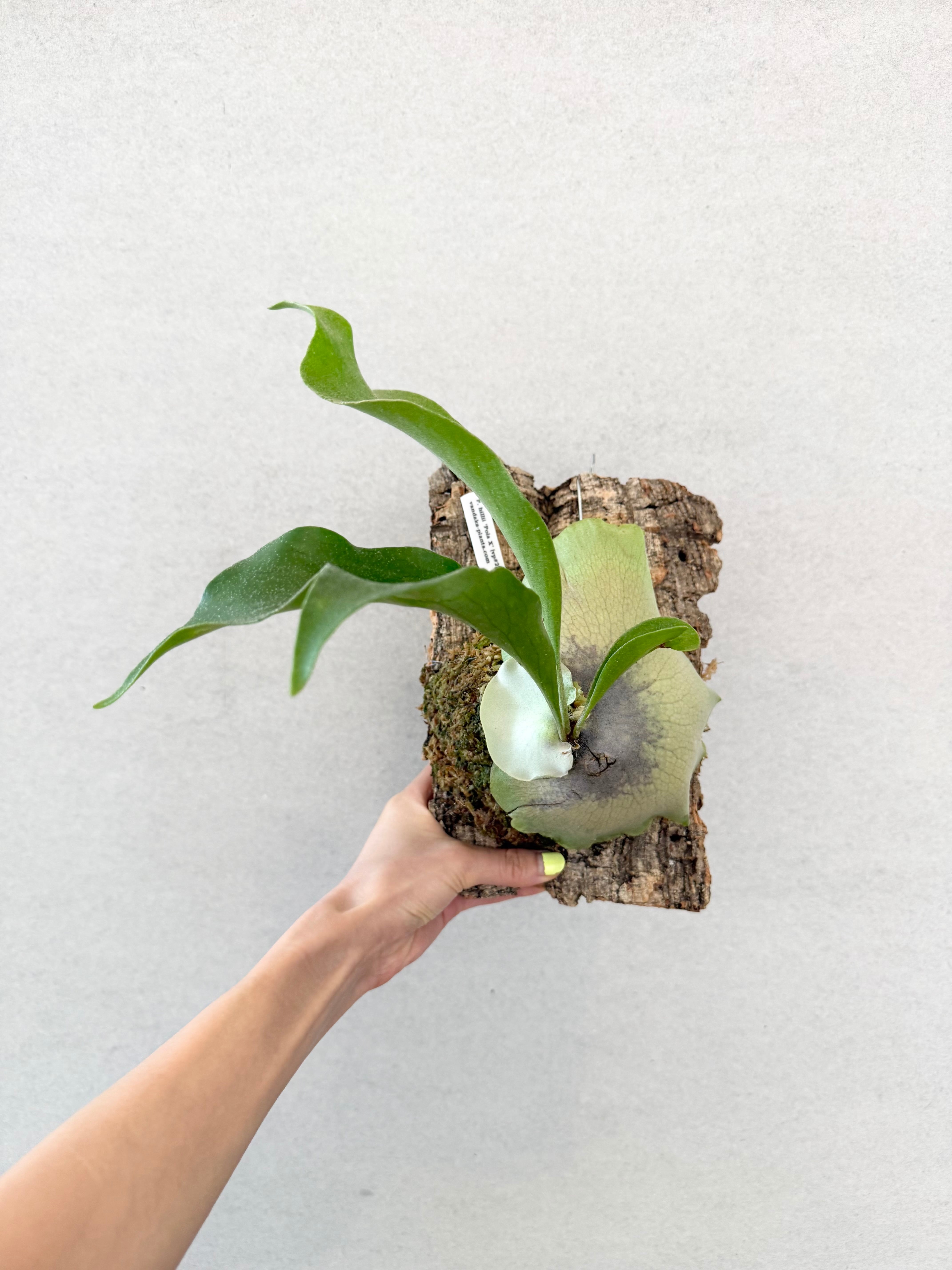 a) P. hillii 'Pola X' (vp#2) ビカクシダ ヒリー 'ポーラ X' (vp#2