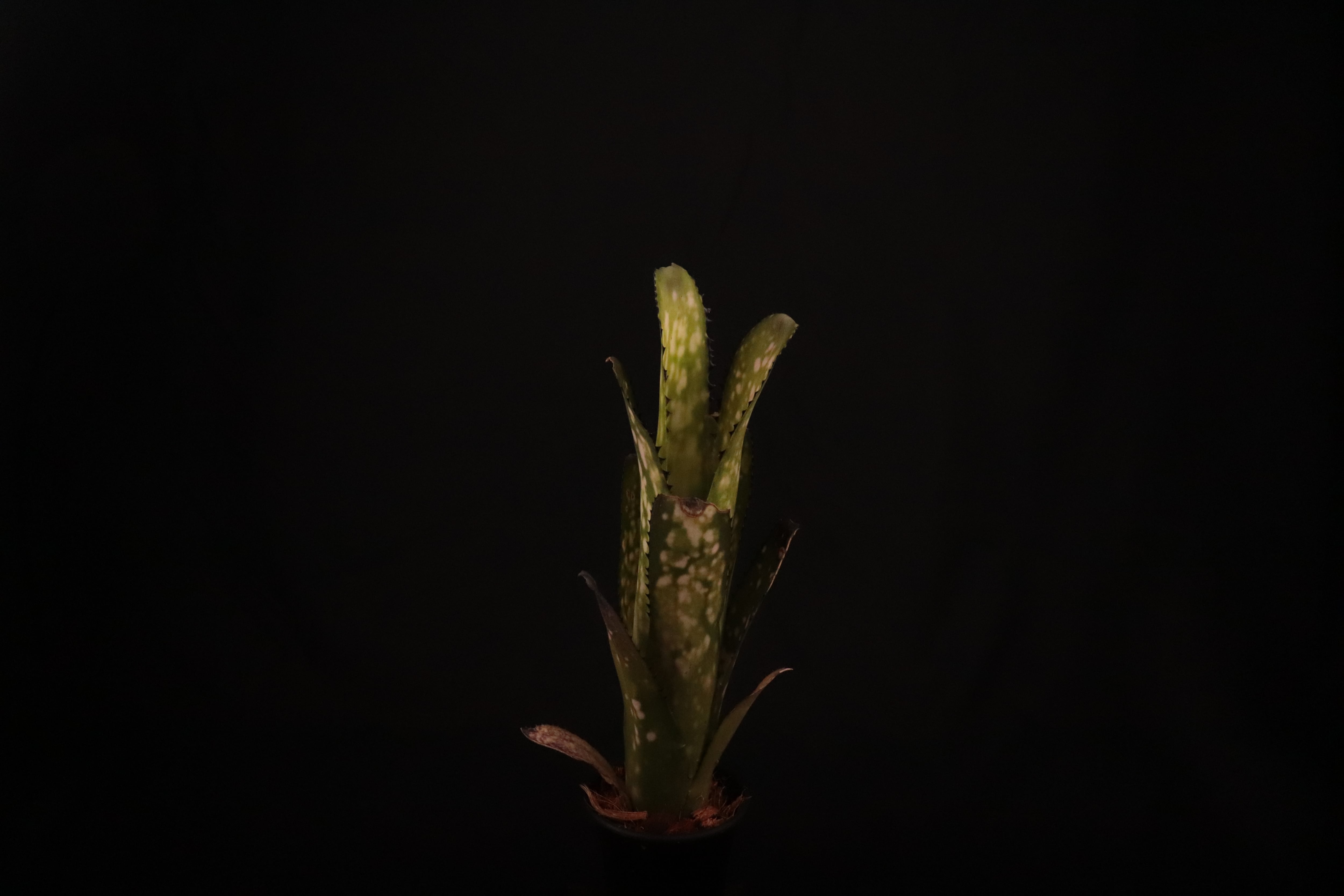 reserved】Billbergia 'Kolan Shark Bite'〔ビルベルギア〕現品発送