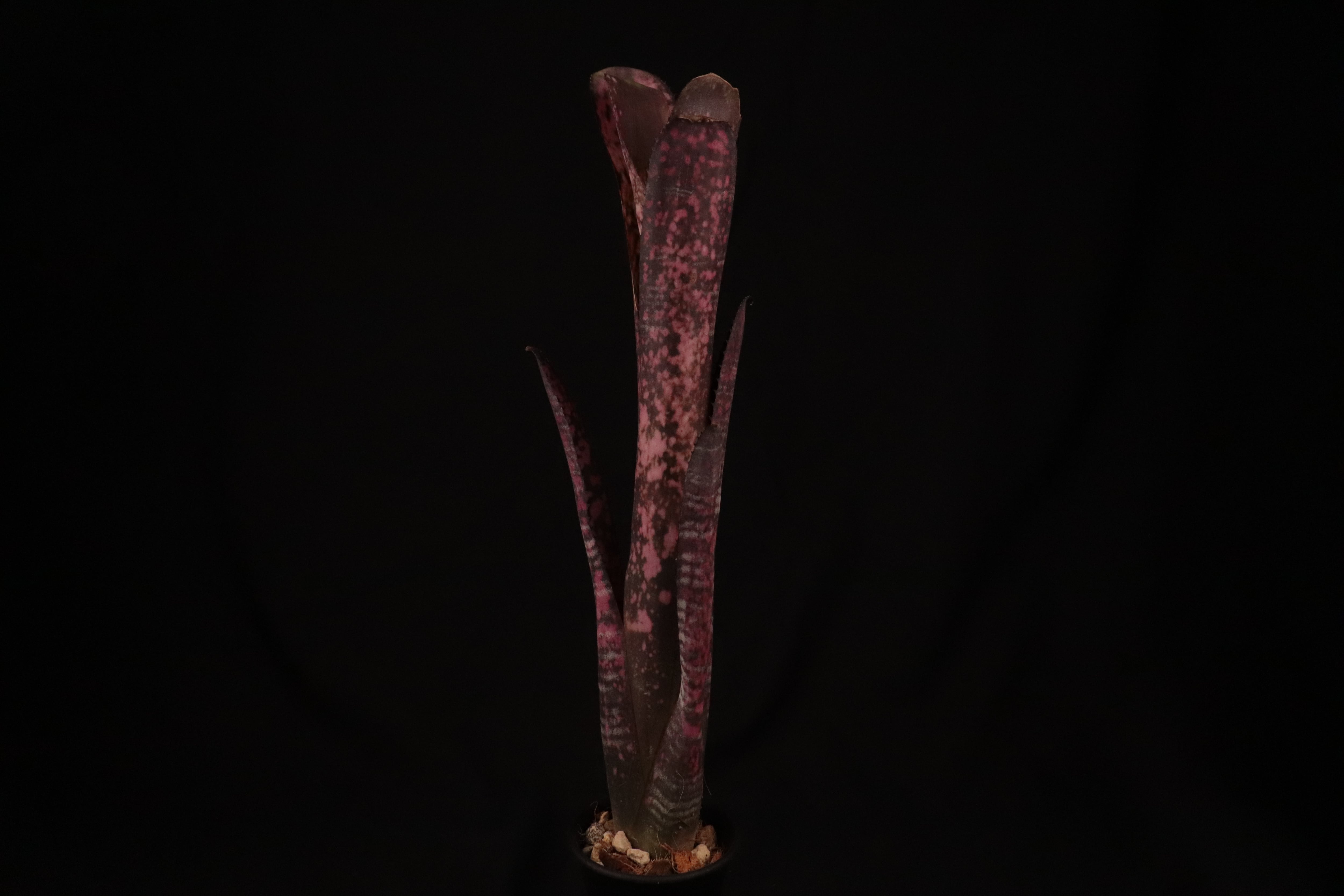 送料無料】Billbergia 'Tuti Fruti'〔ビルベルギア〕現品発送 送料無料】Billbergia 'Tuti Fruti'〔ビルベルギア〕現品発送