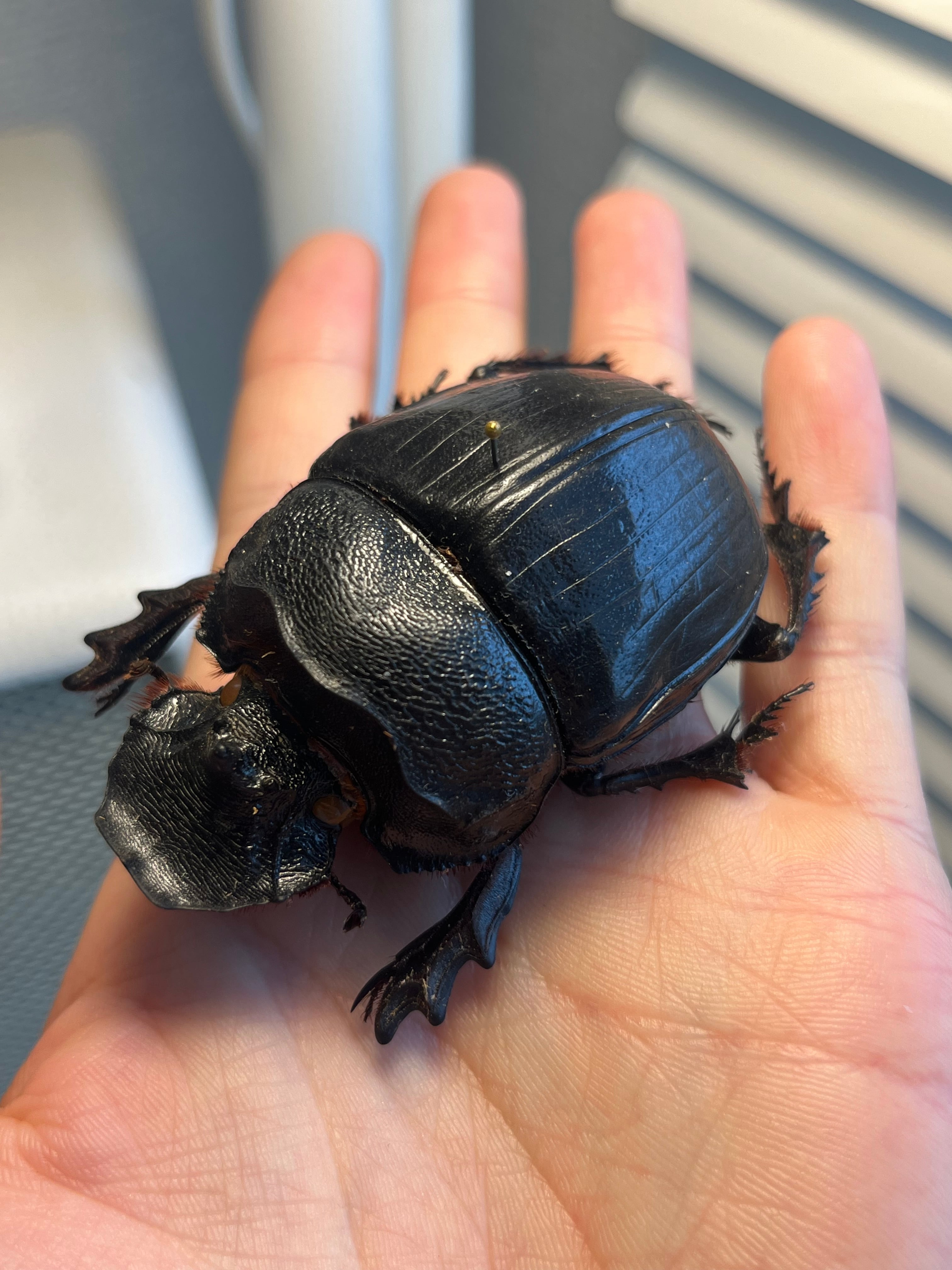 糞虫最大種】テイオウナンバンダイコクコガネムシ ♀66mm フンチュウ