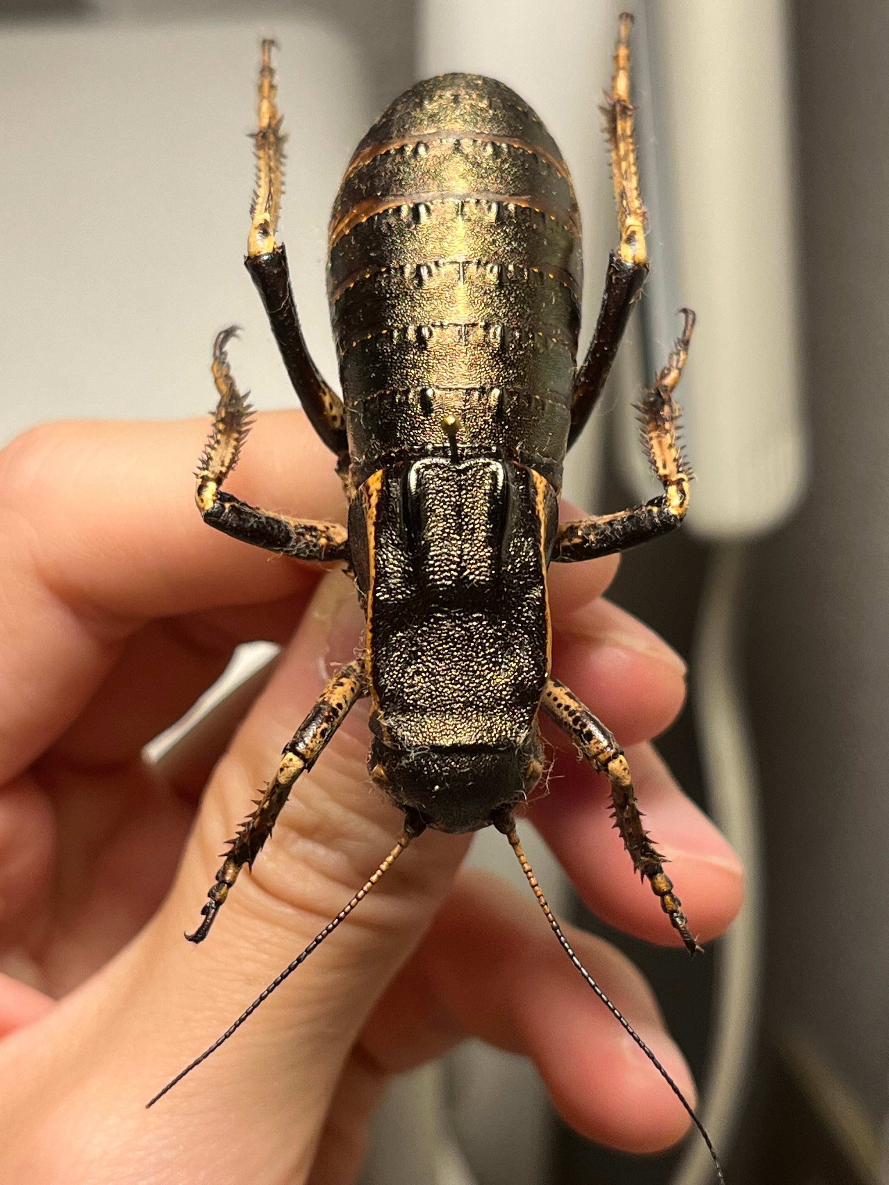 【88mm♀】ヨロイコロギス Bradyporus リオック 直翅類 標本 58mm♂】ヨロイコロギス Bradyporus dasypus リオック 直翅類 カマキリ