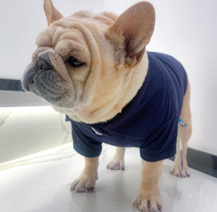 ポロシャツ　犬服　ドッグウェア　フレブル